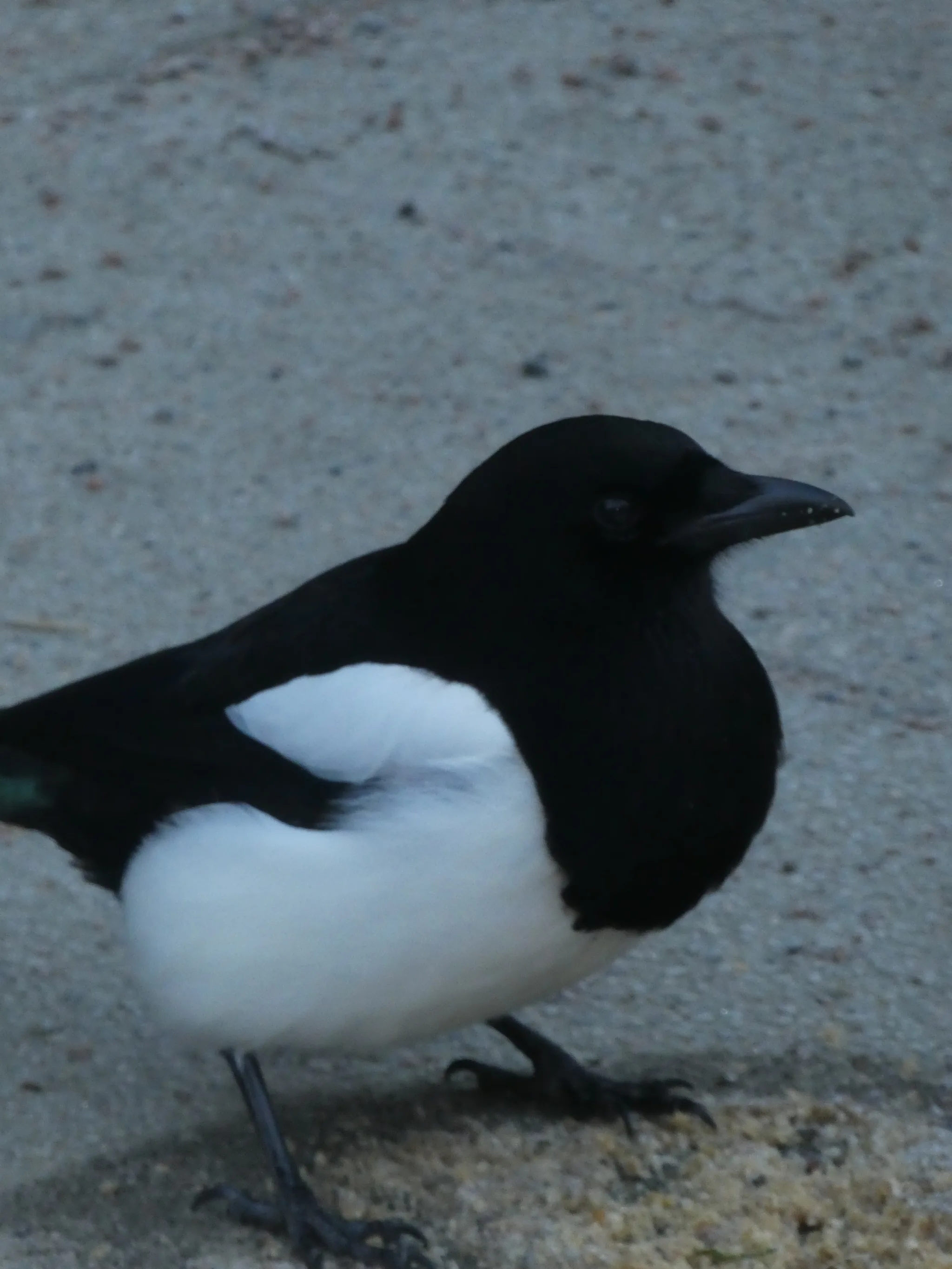 Eurasian Magpie (pica pica)