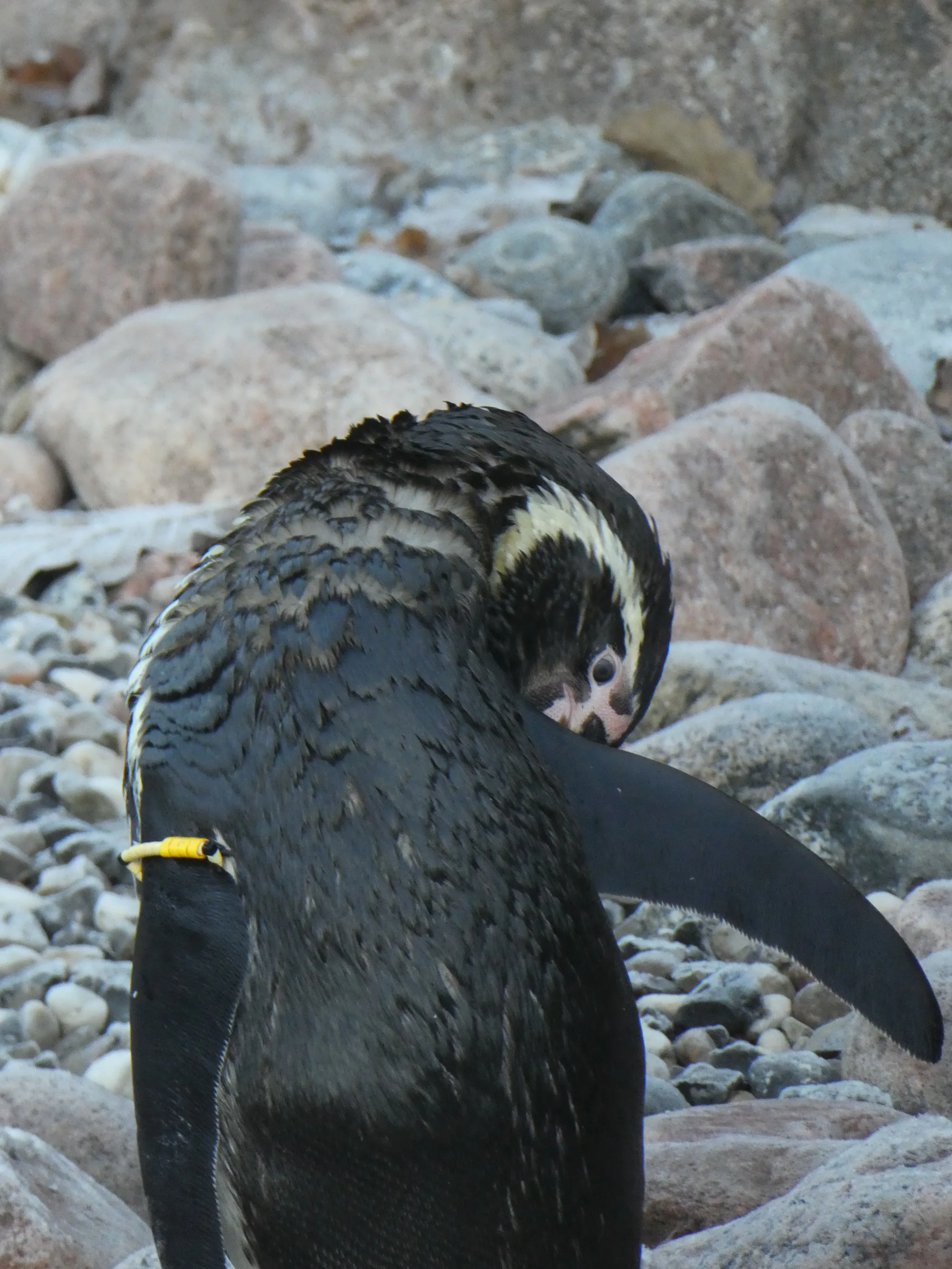 Humboldt Penguin (spheniscus humboldti)