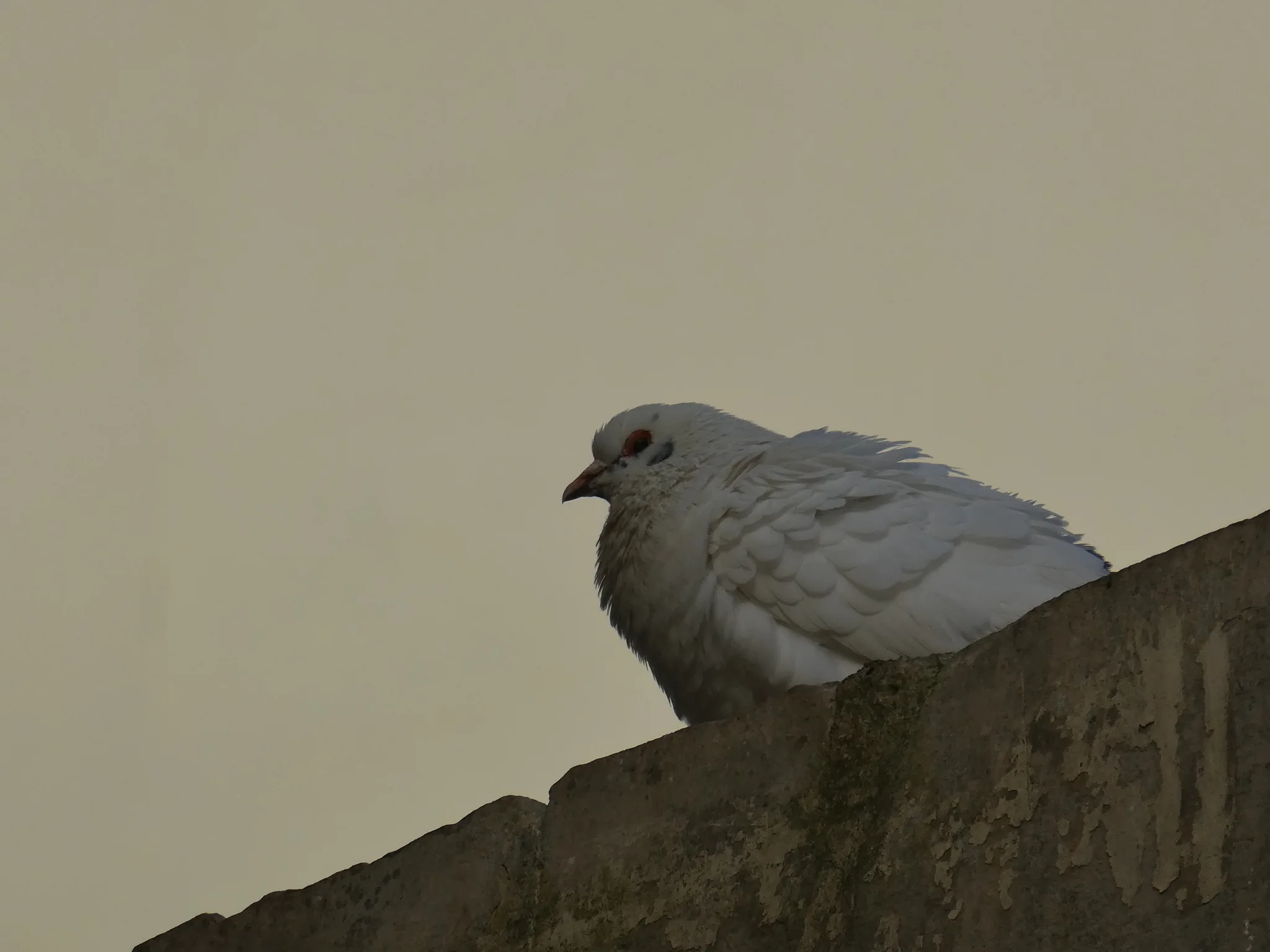 Rock Pigeon (columba livia)