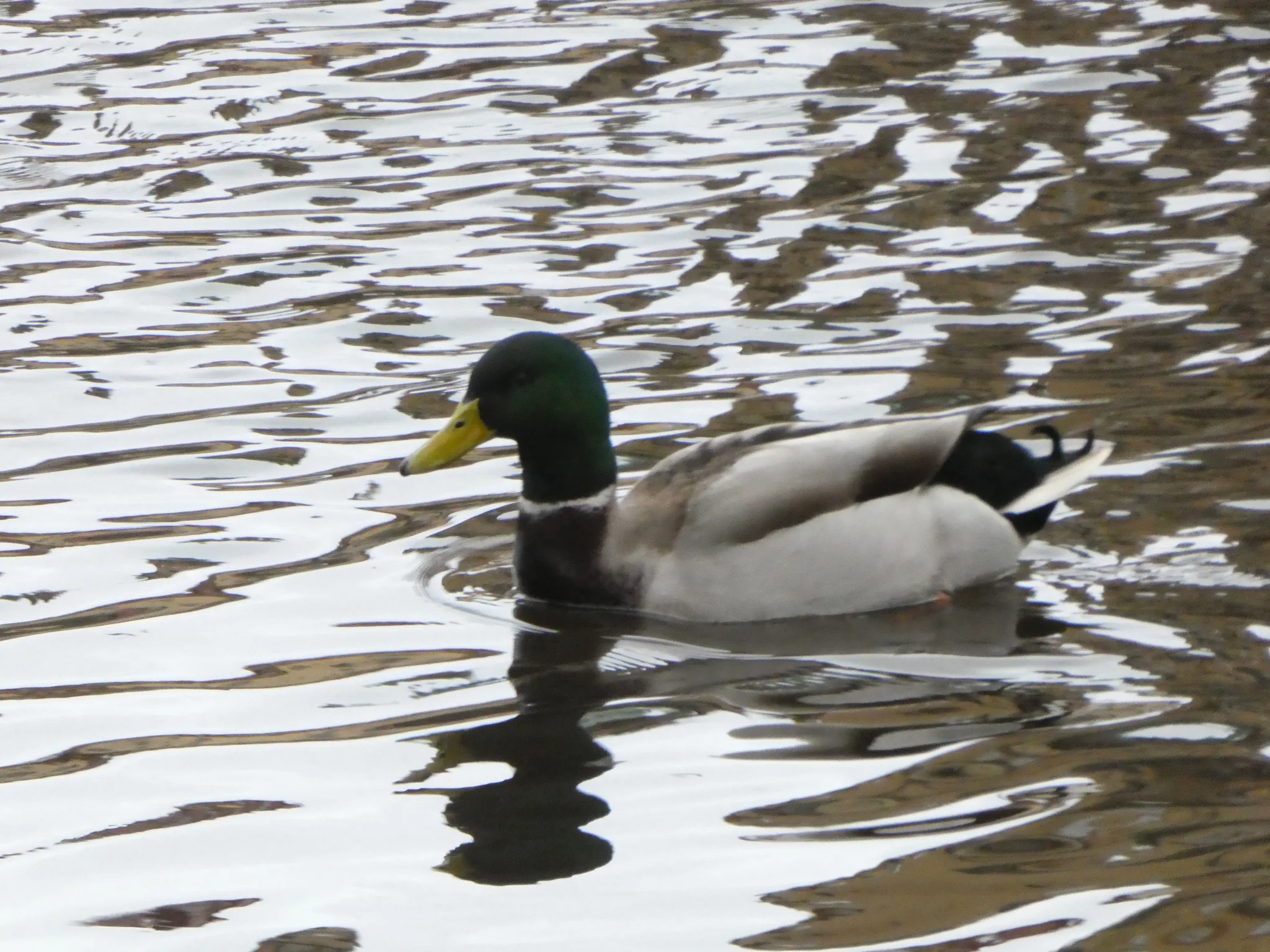 Mallard (anas platyrhynchos)