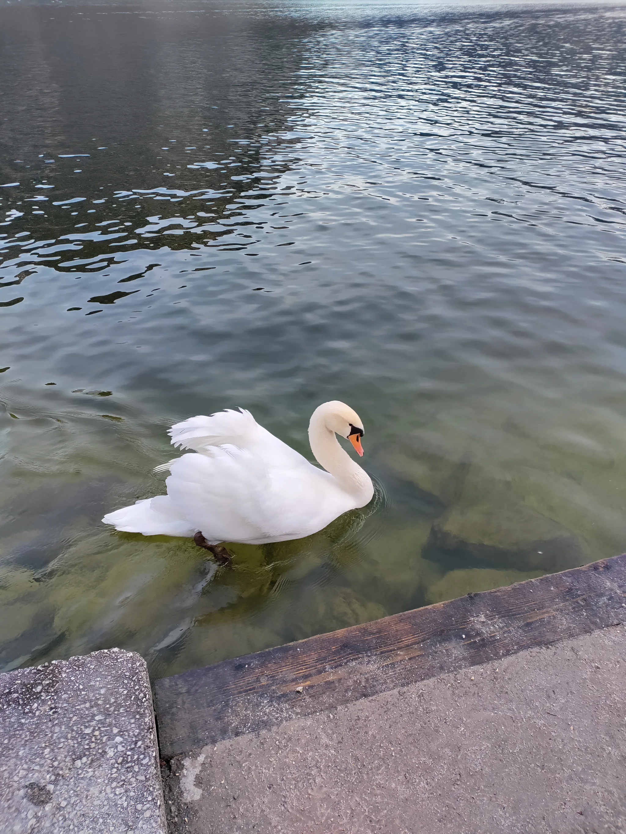 Mute Swan (cygnus olor)