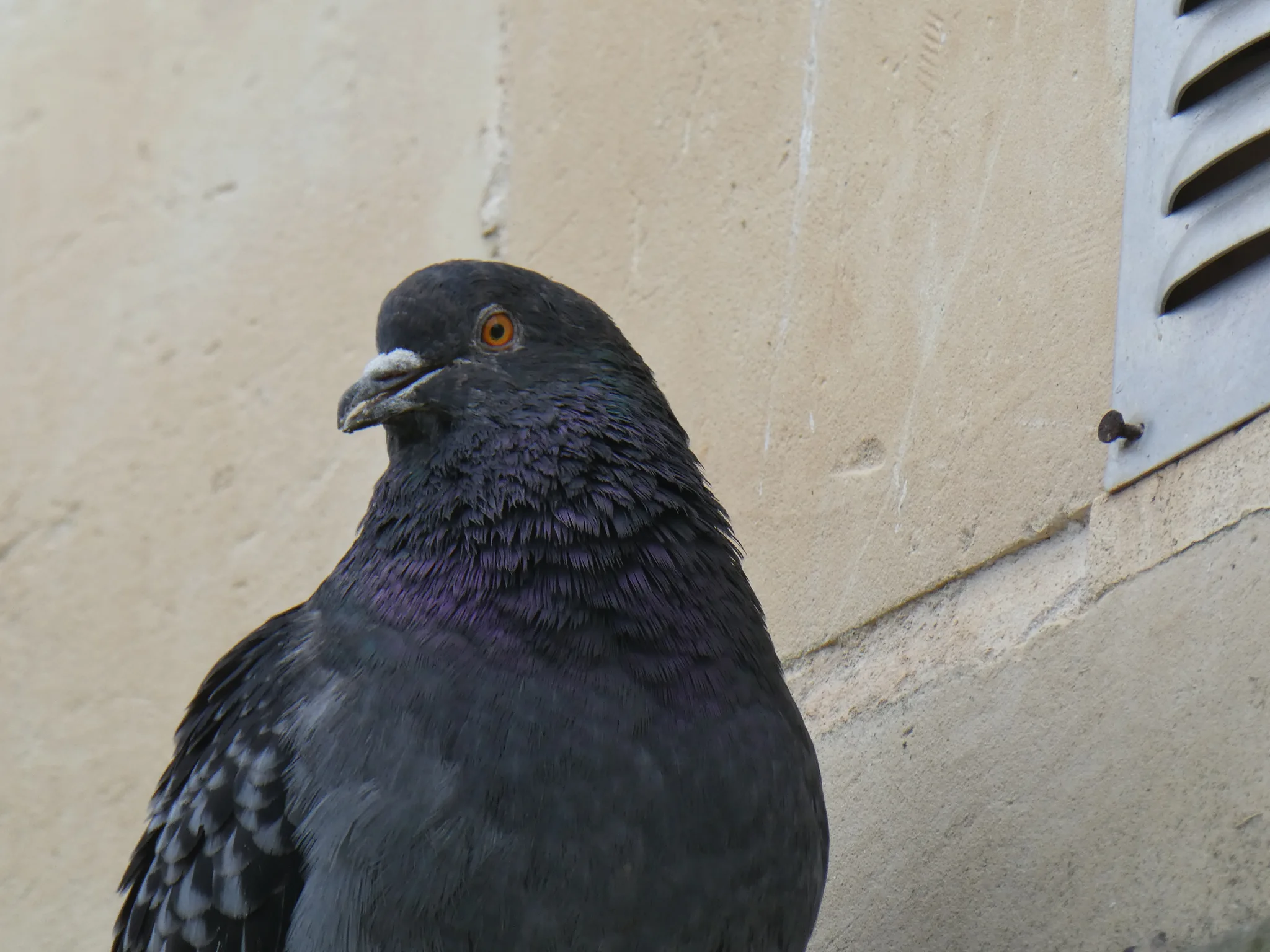 Rock Pigeon (columba livia)