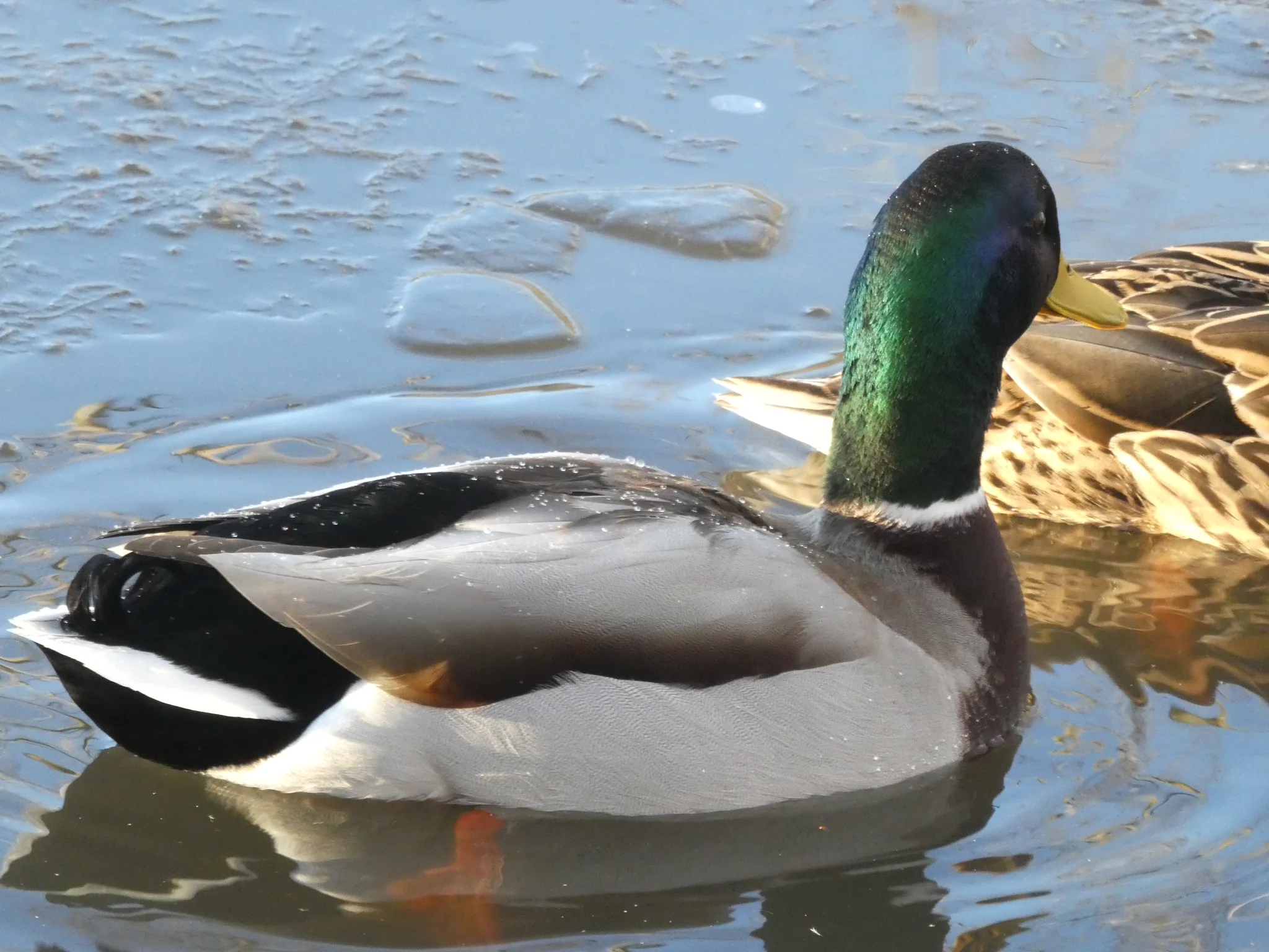 Mallard (anas platyrhynchos)
