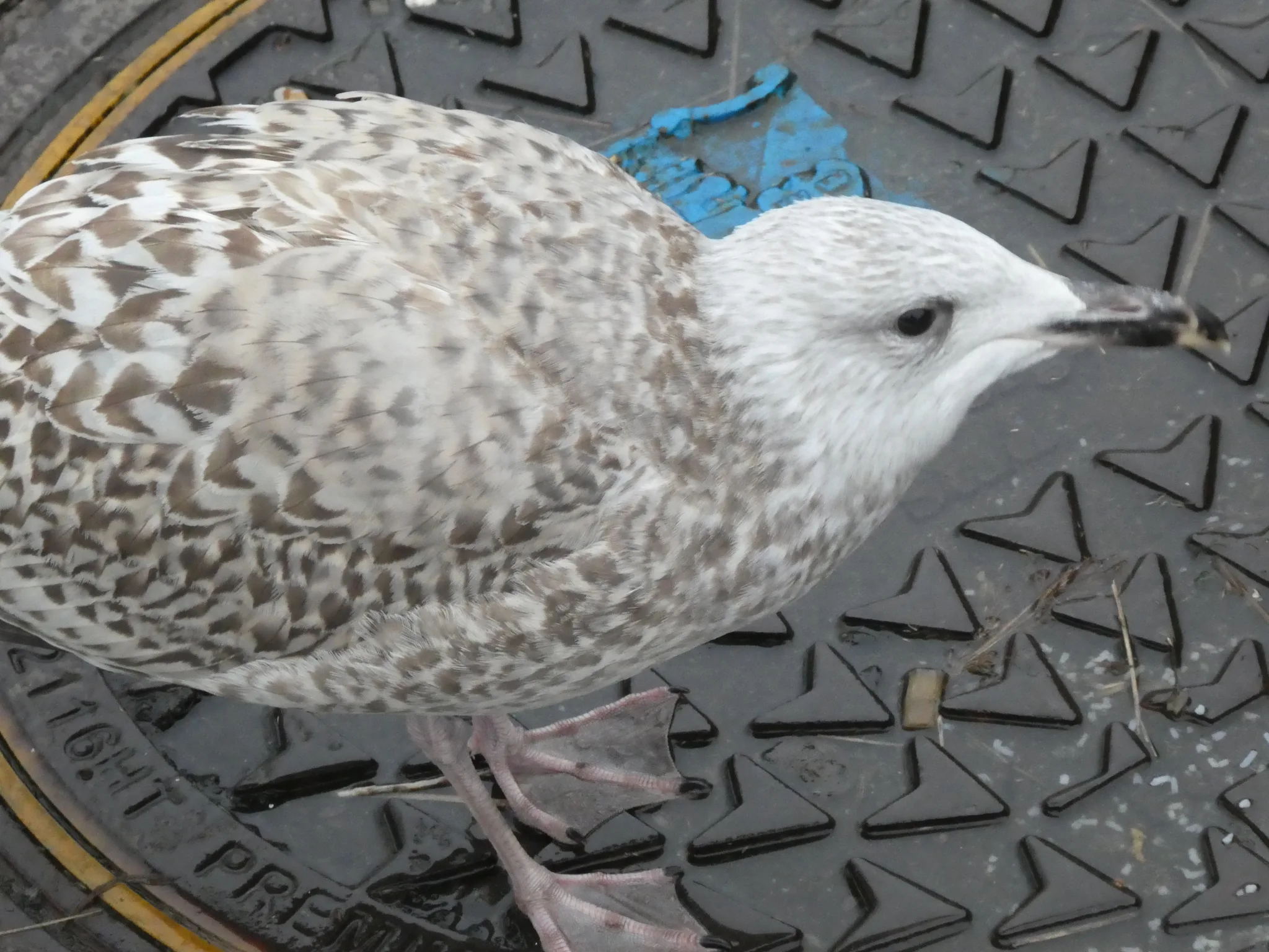 European Herring Gull (larus argentatus)