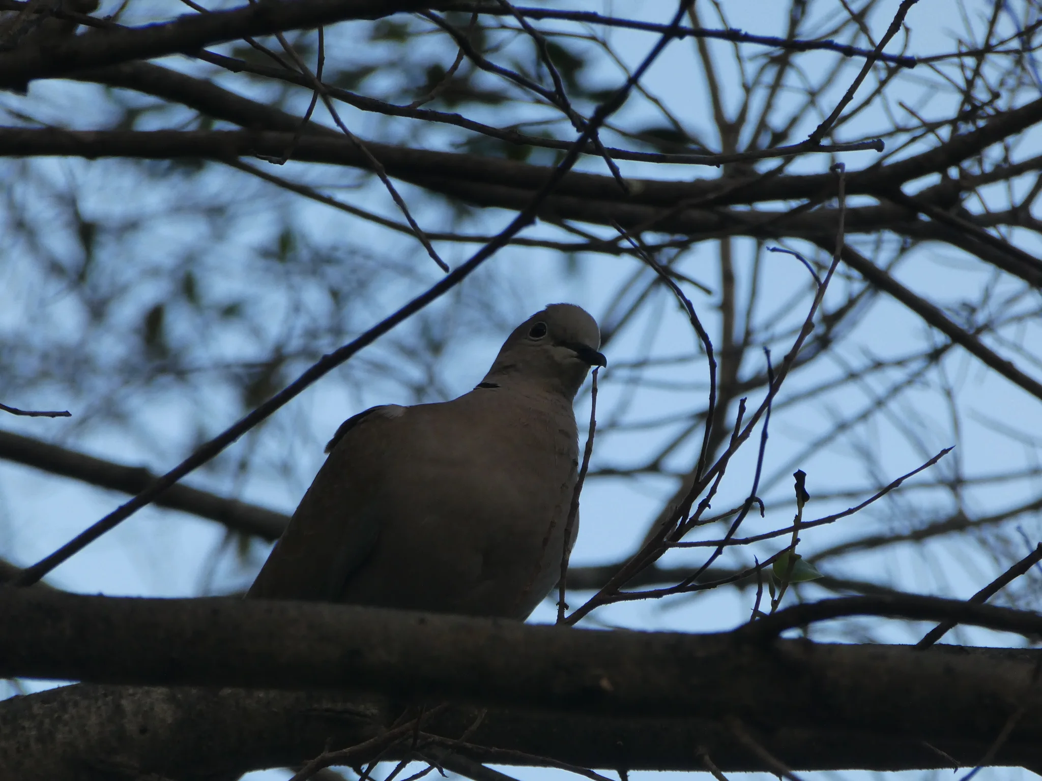 Eurasian Collared-Dove (streptopelia decaocto)