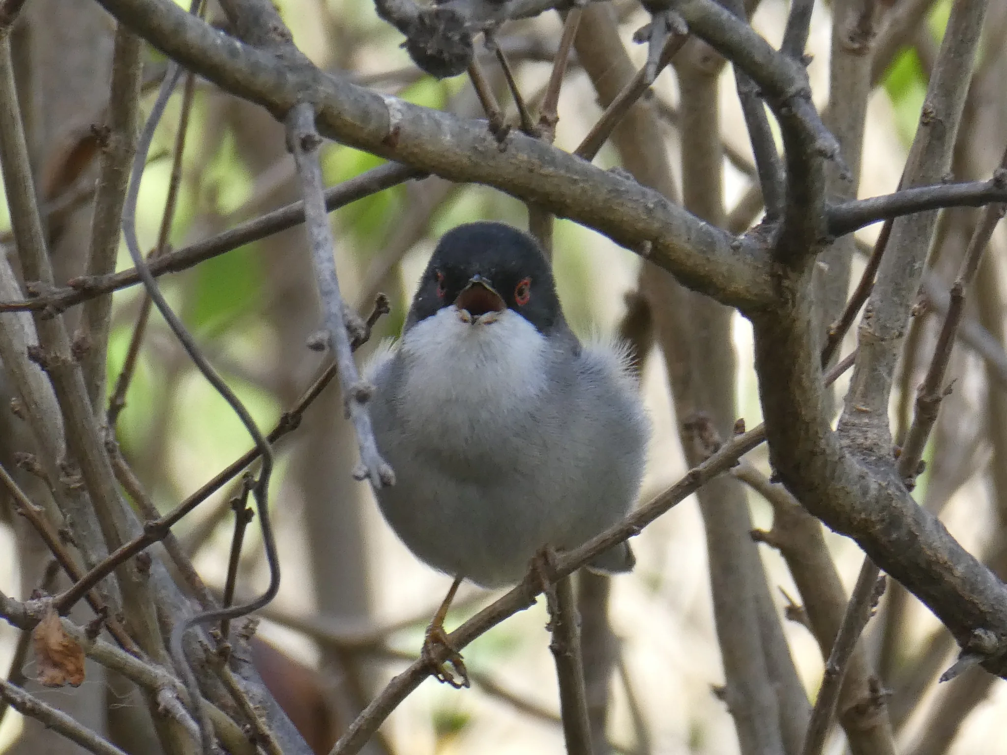 Sardinian Warbler (curruca melanocephala)