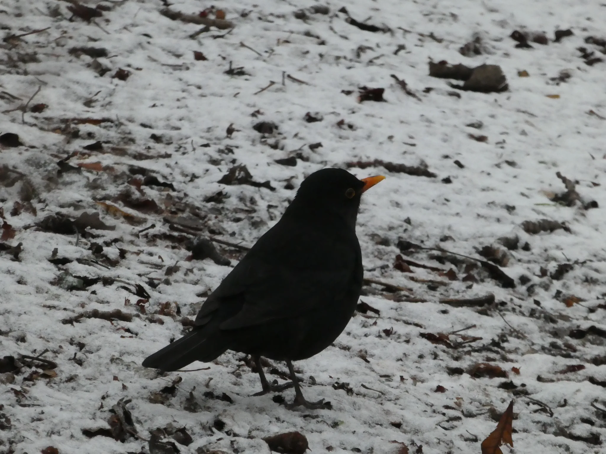 Eurasian Blackbird (turdus merula)