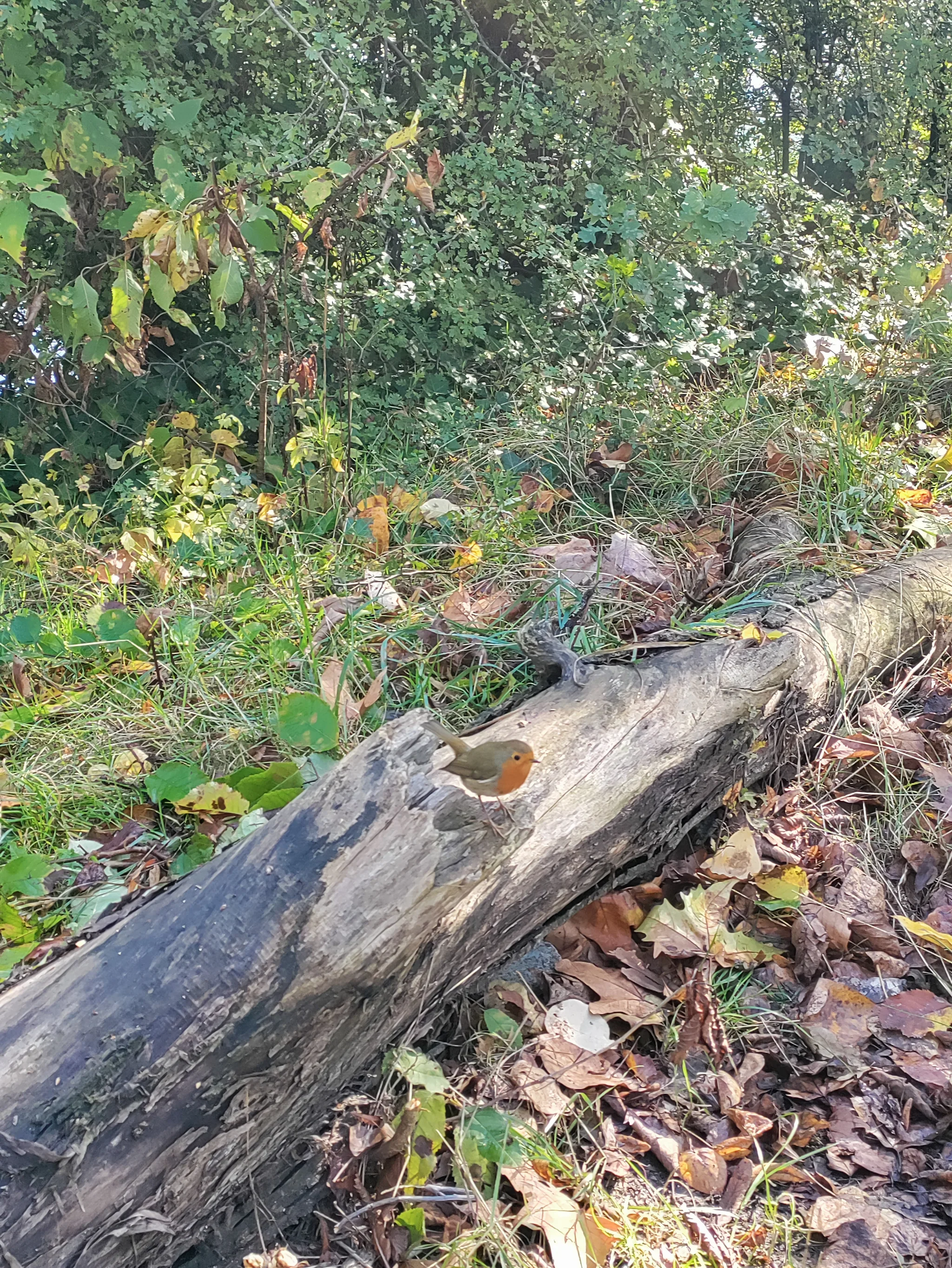 European Robin (erithacus rubecula)