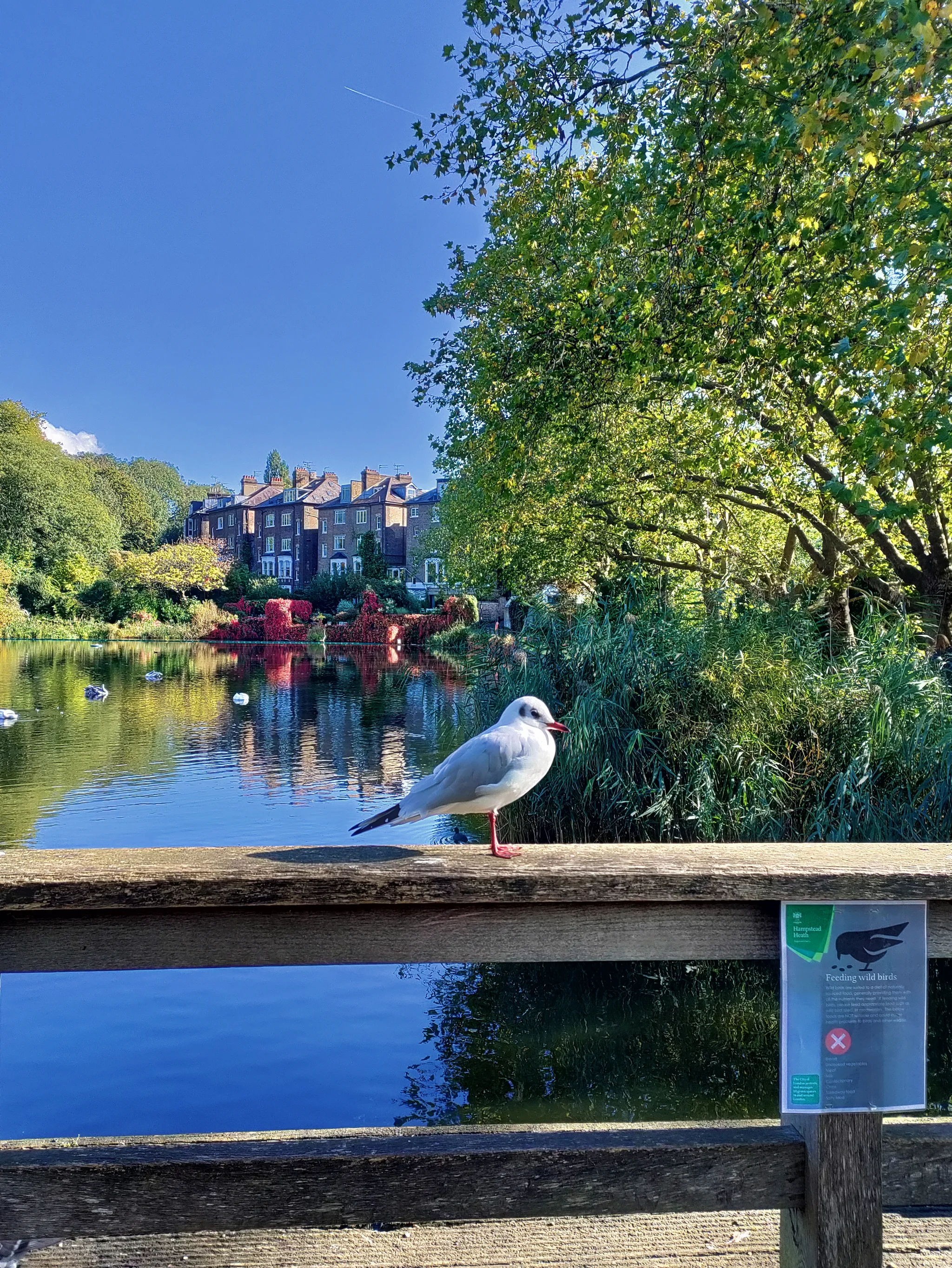 Black-headed Gull (chroicocephalus ridibundus)