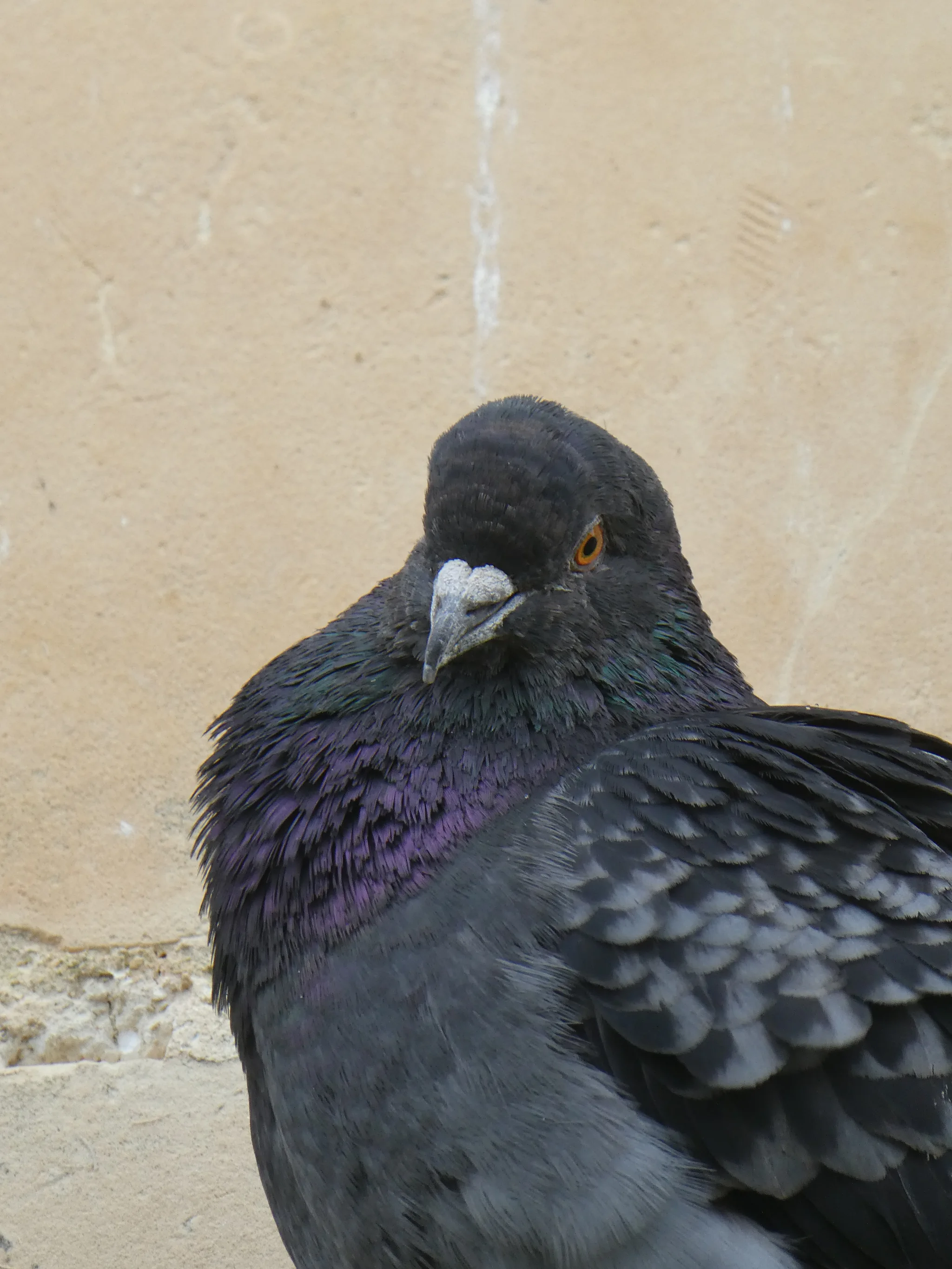 Rock Pigeon (columba livia)