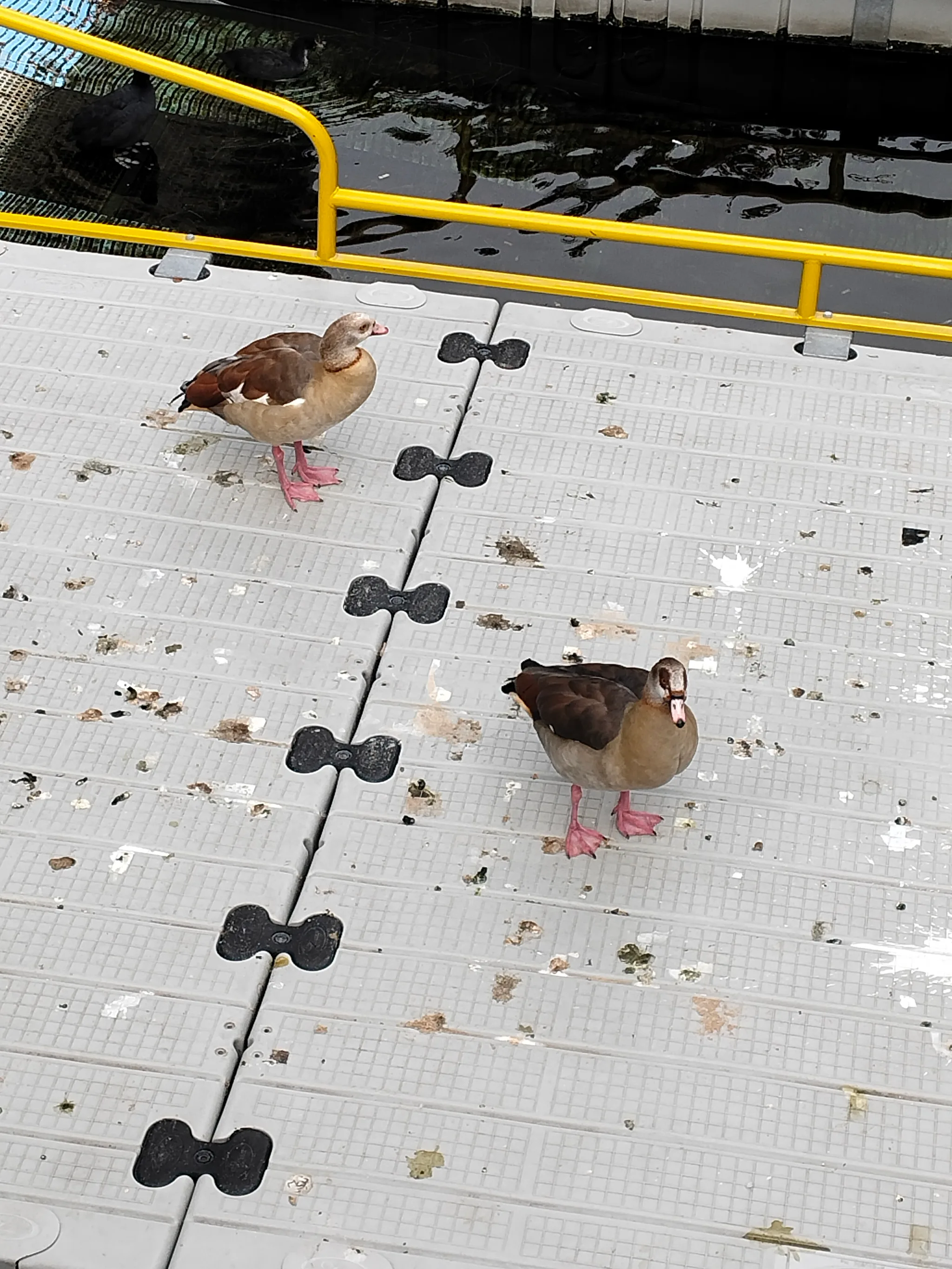 Egyptian Goose (alopochen aegyptiaca)