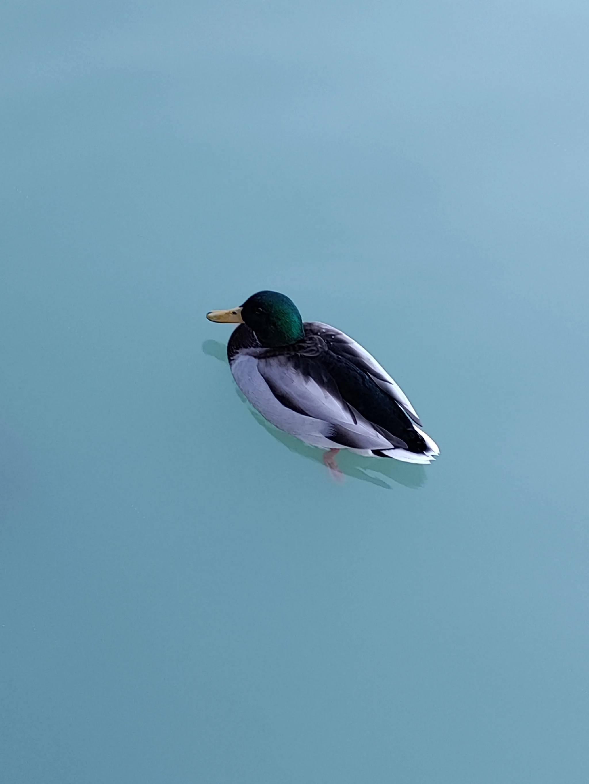 Mallard (anas platyrhynchos)