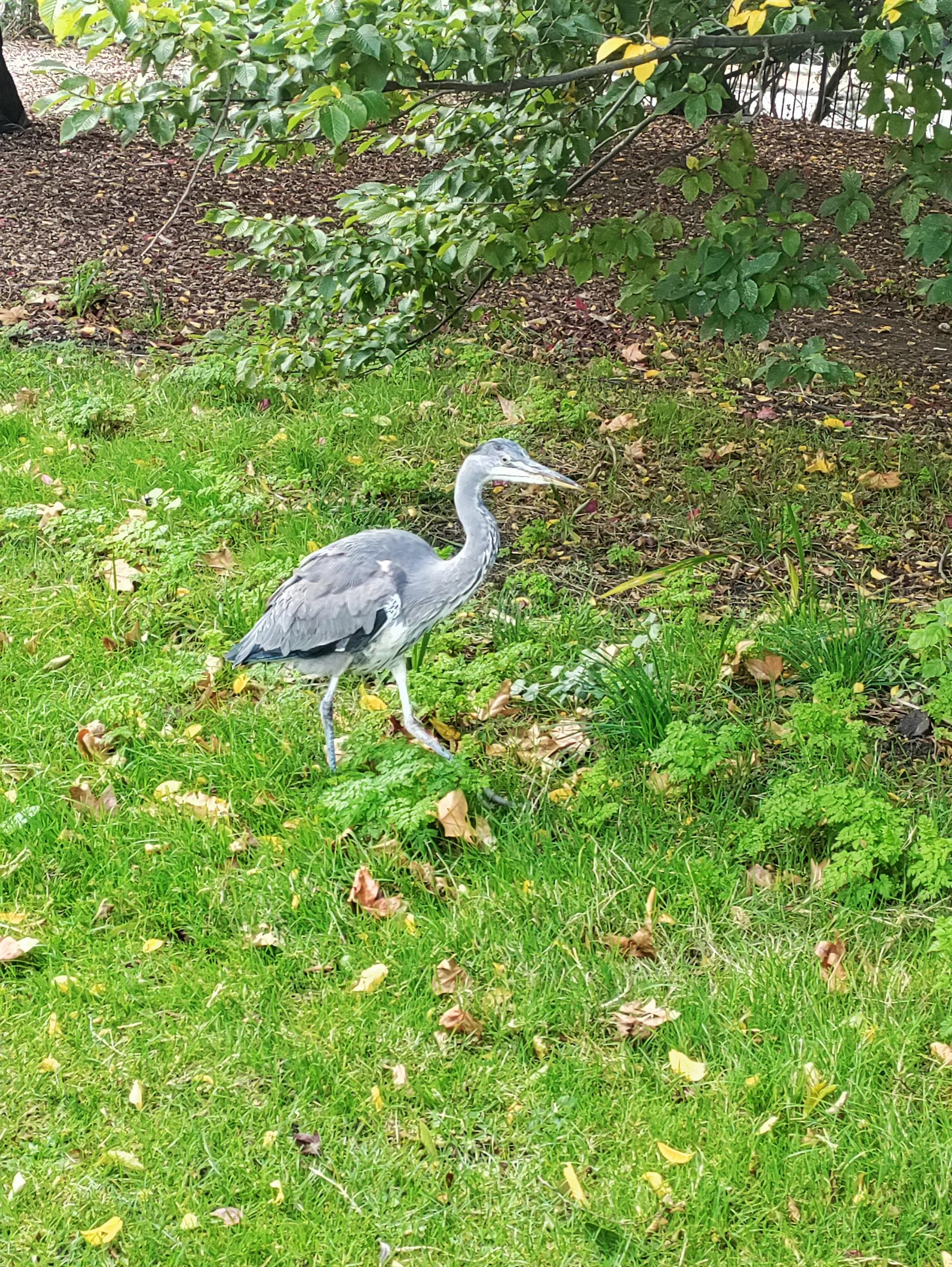 Gray Heron (ardea cinerea)