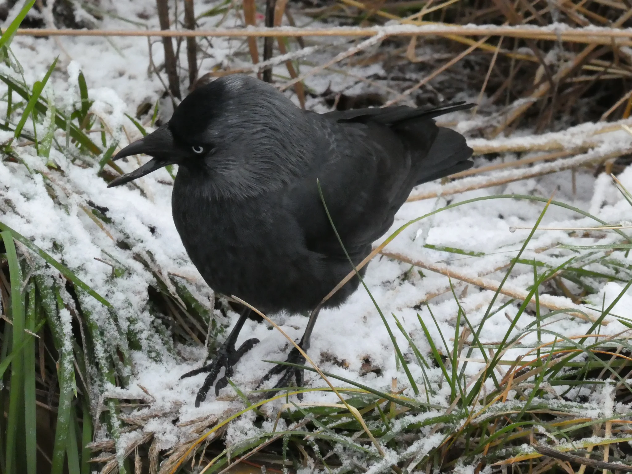 Eurasian Jackdaw (coloeus monedula)