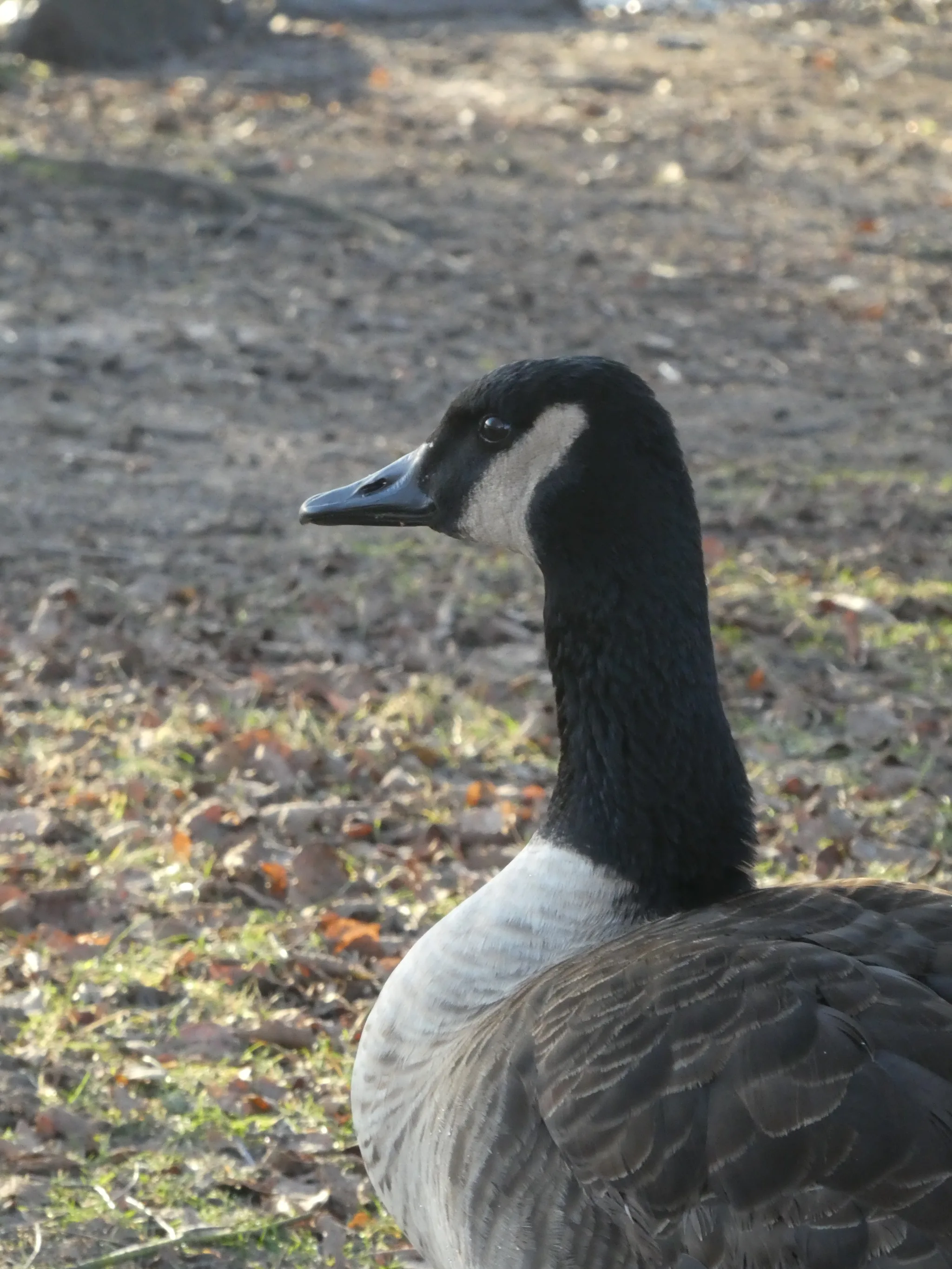 Canada Goose (branta canadensis)