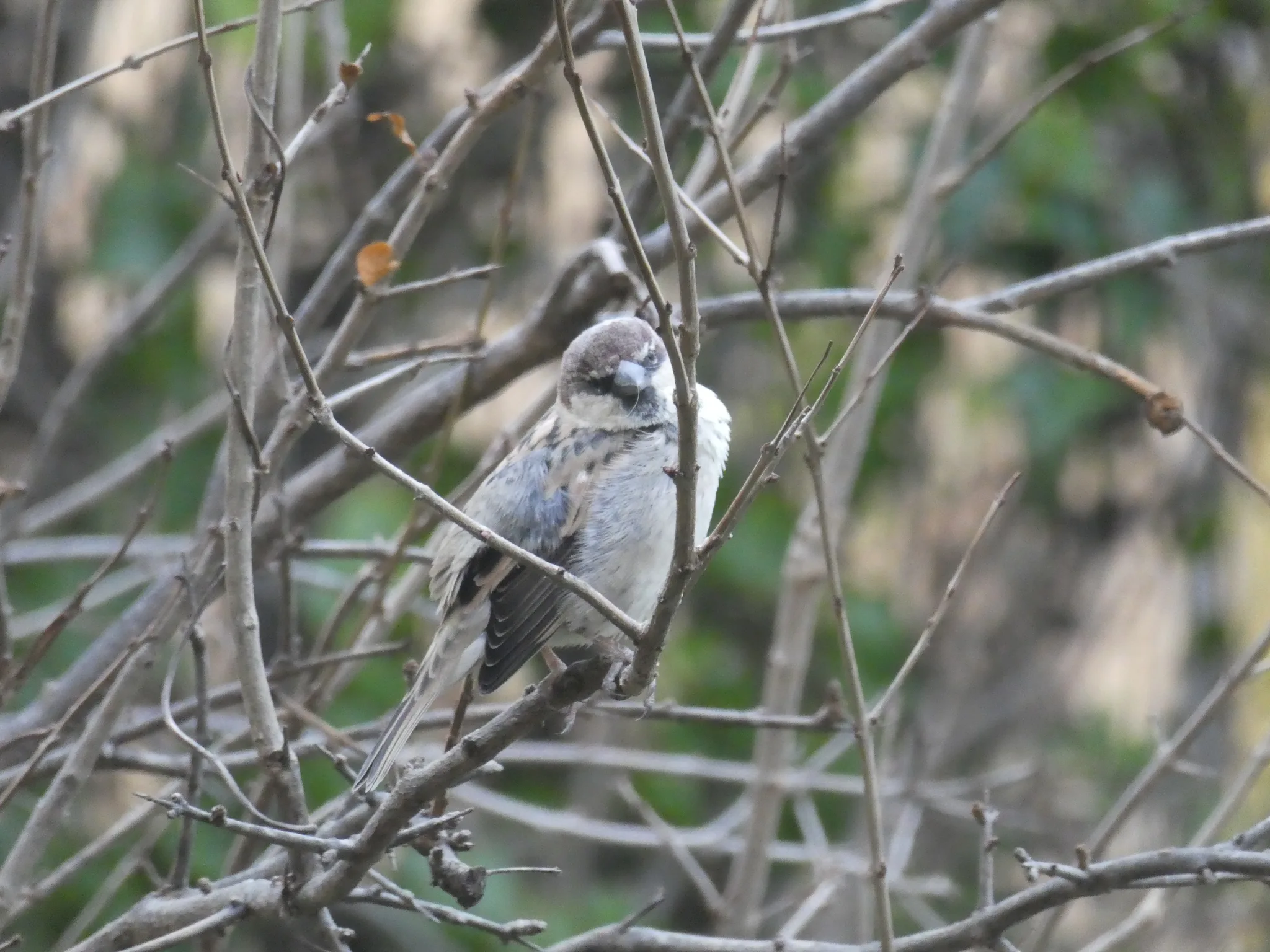 Spanish Sparrow (passer hispaniolensis)