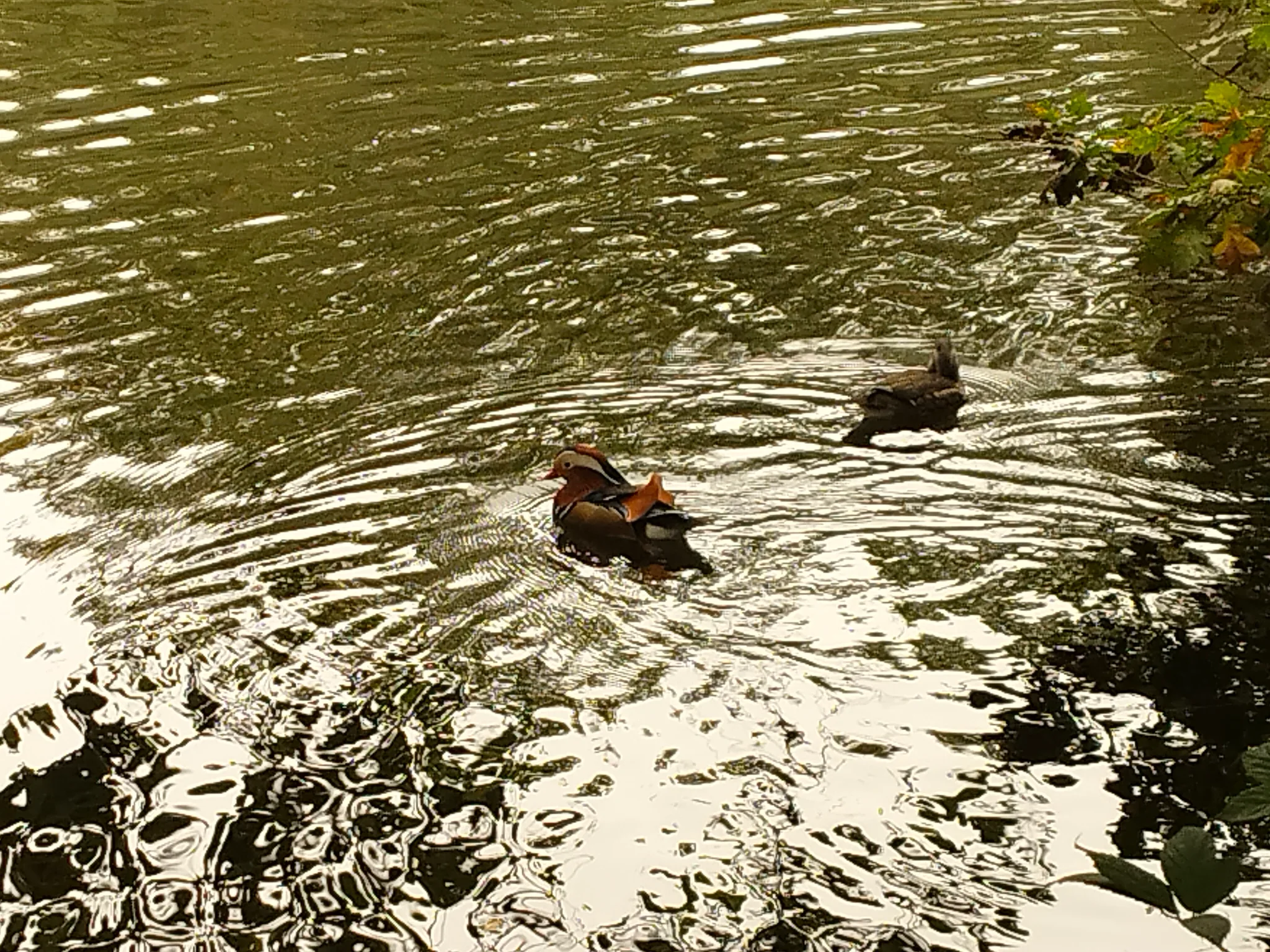 Mandarin Duck (aix galericulata)