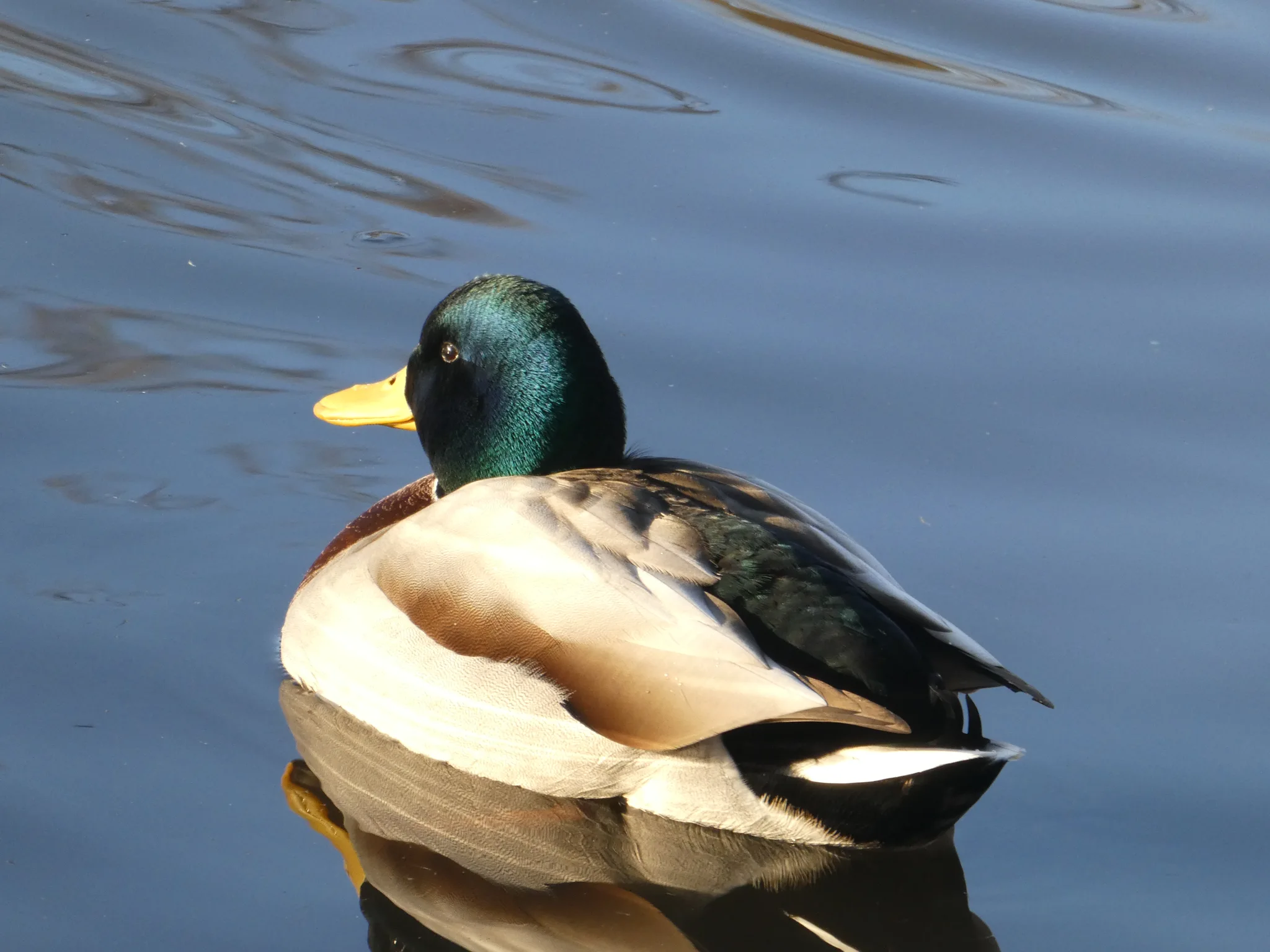 Mallard (anas platyrhynchos)