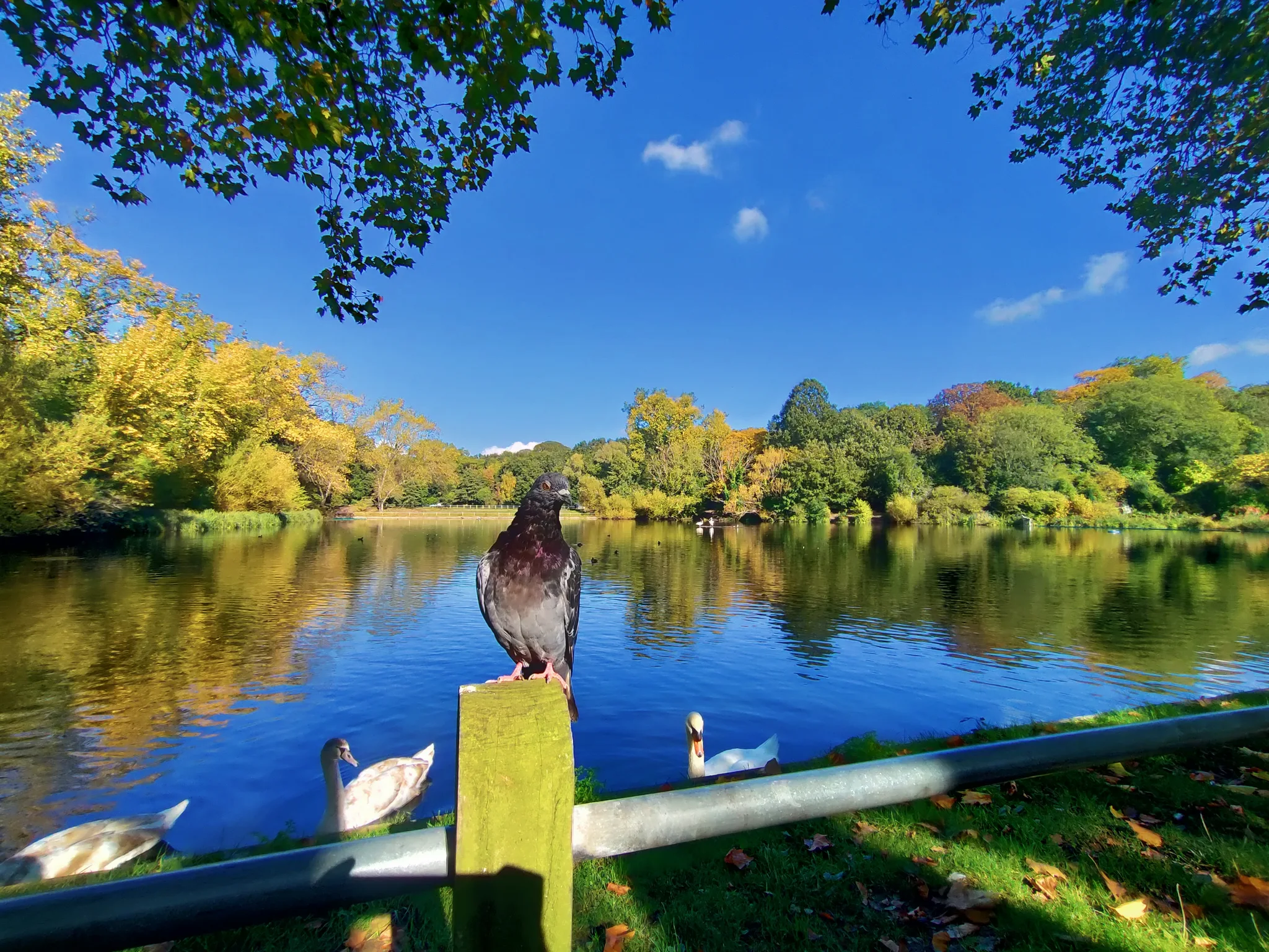 Rock Pigeon (columba livia)