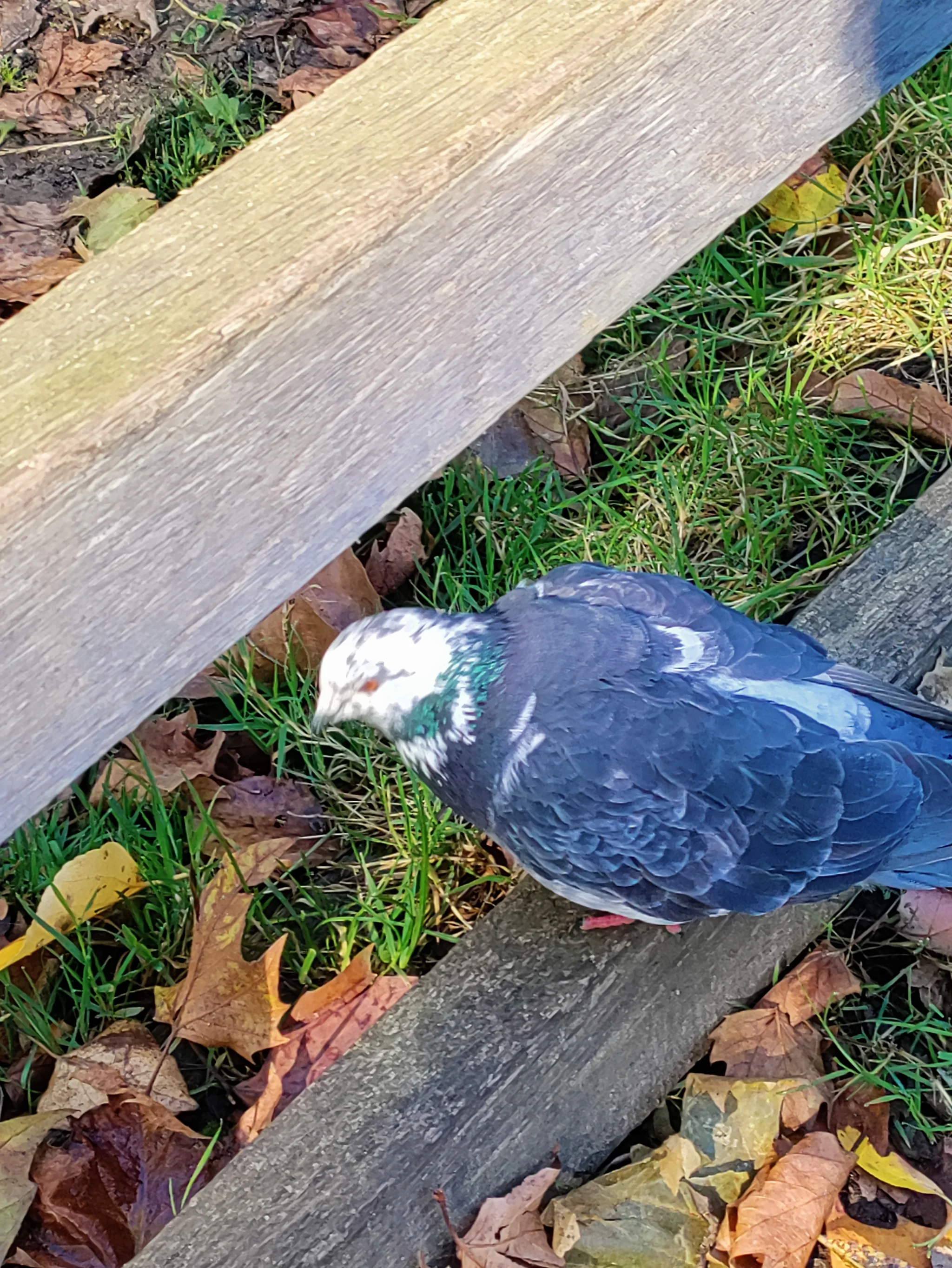Rock Pigeon (columba livia)