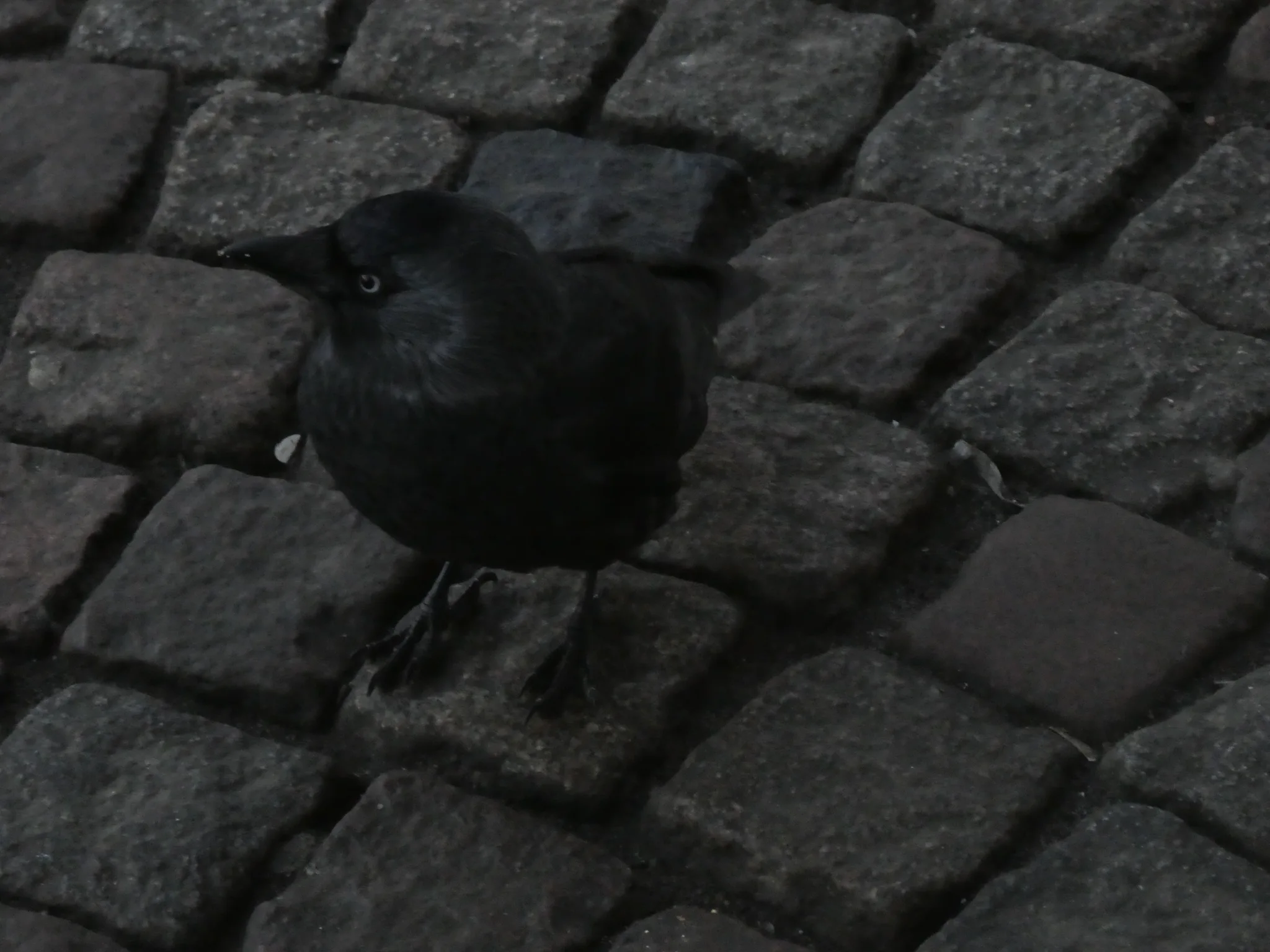 Eurasian Jackdaw (coloeus monodula)