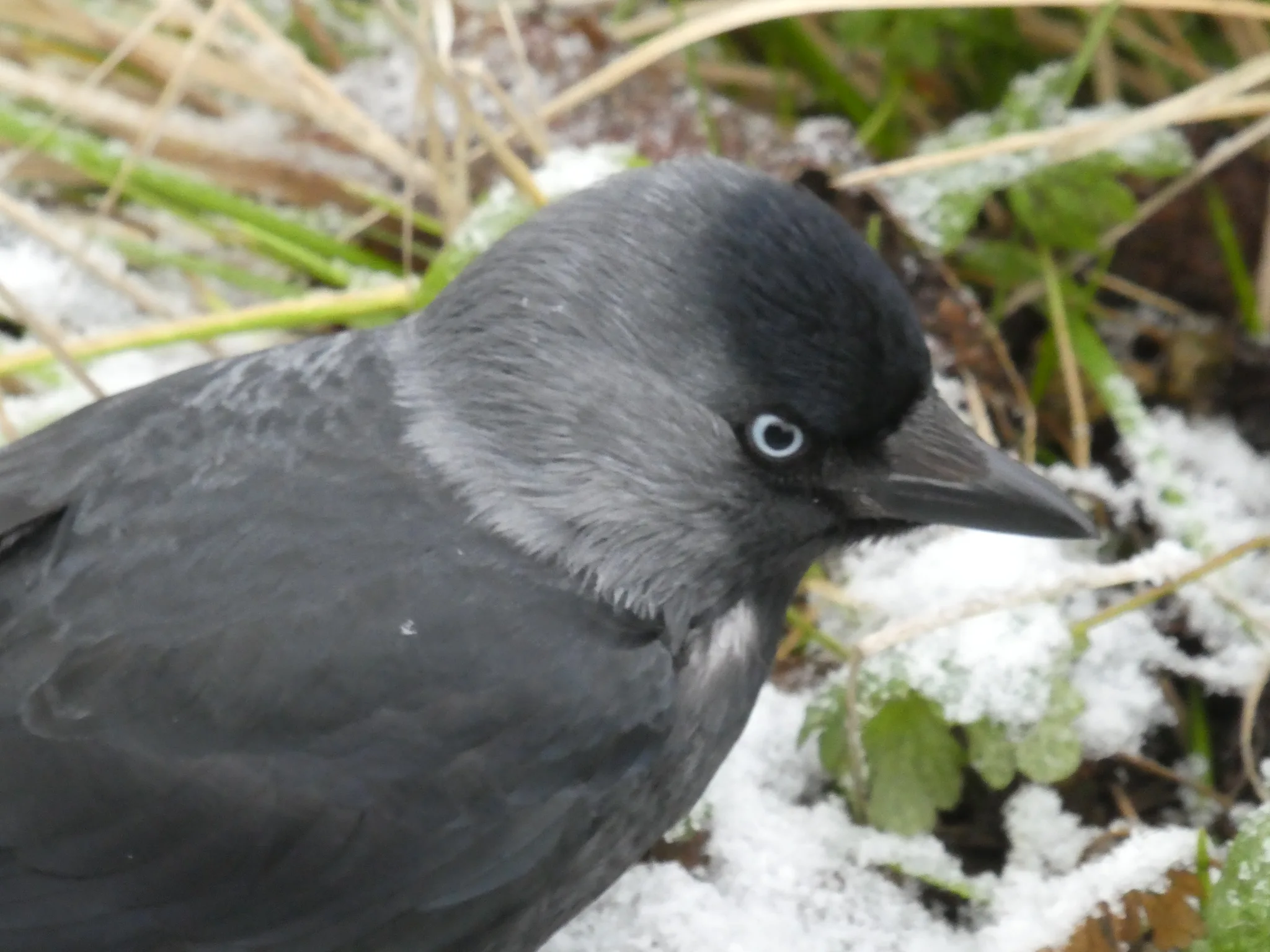 Eurasian Jackdaw (coloeus monedula)