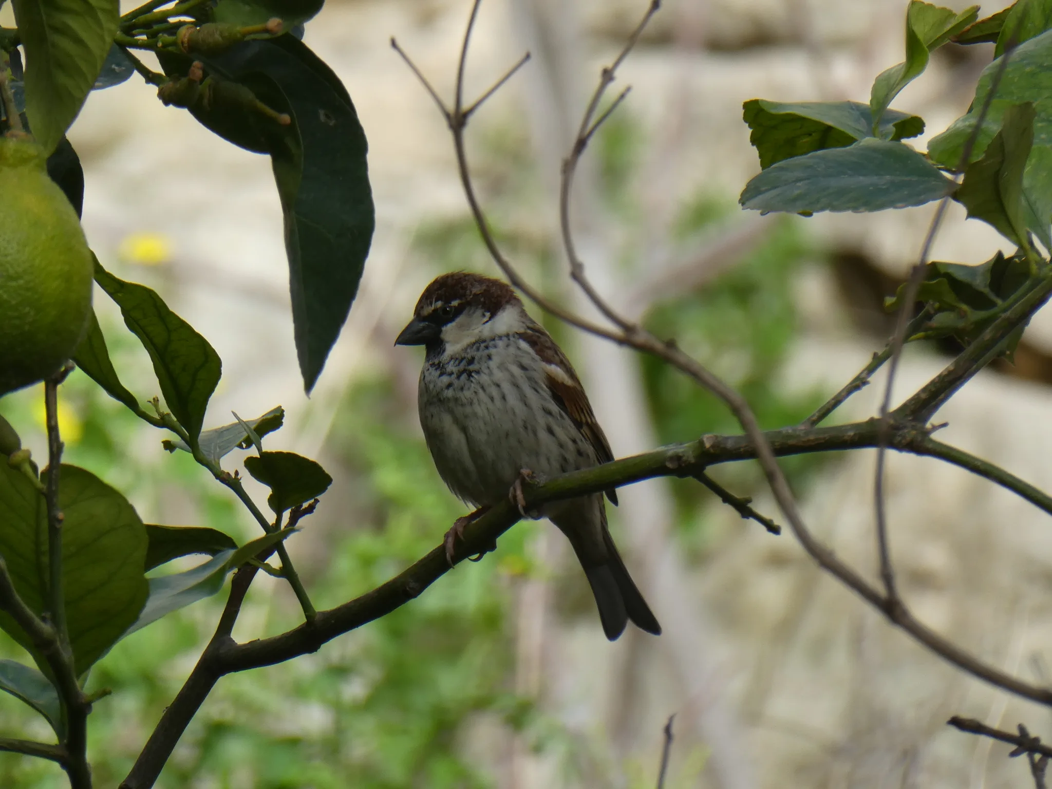 Spanish Sparrow (passer hispaniolensis)