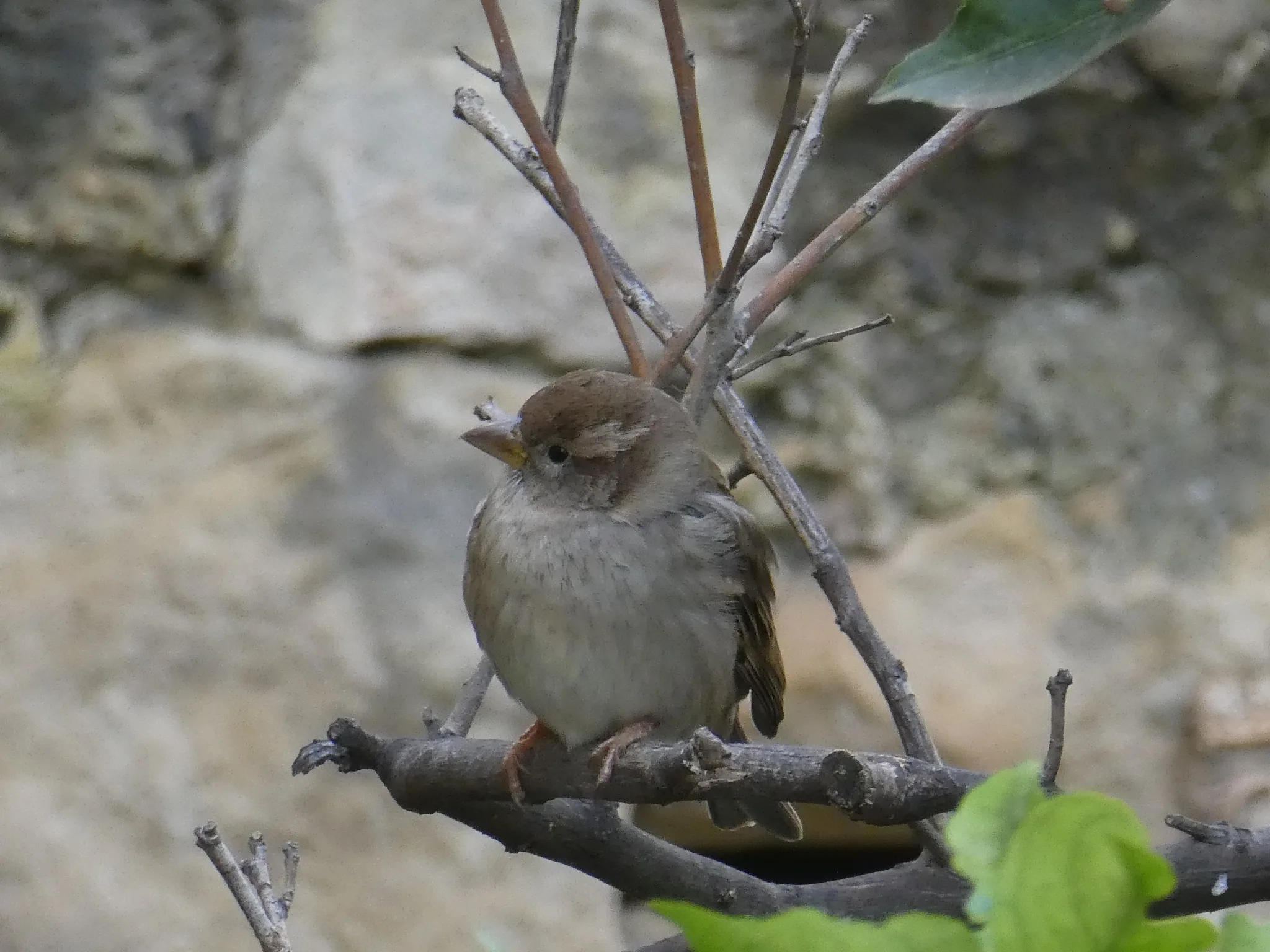 Spanish Sparrow (passer hispaniolensis)