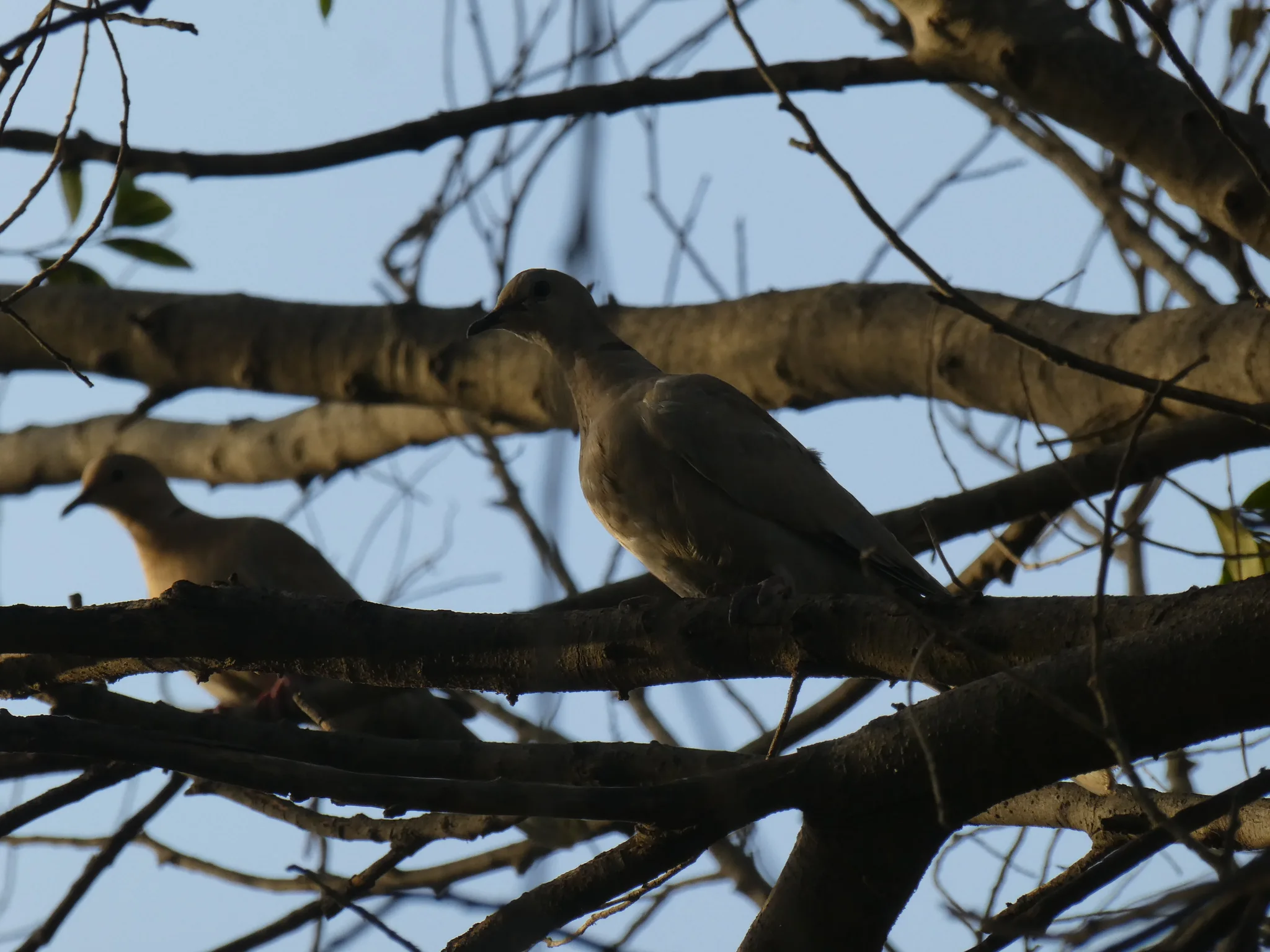 Eurasian Collared-Dove (streptopelia decaocto)