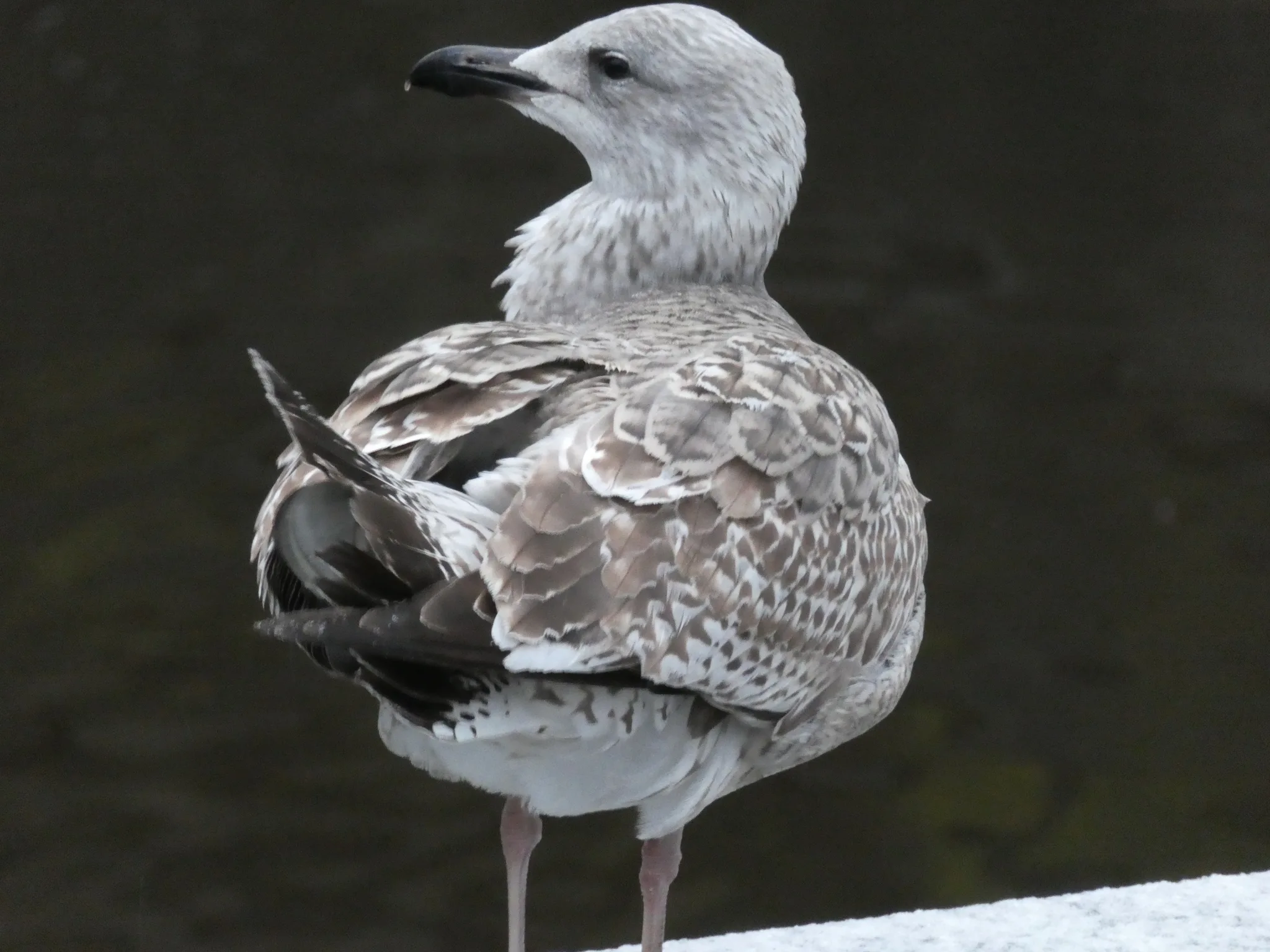 European Herring Gull (larus argentatus)