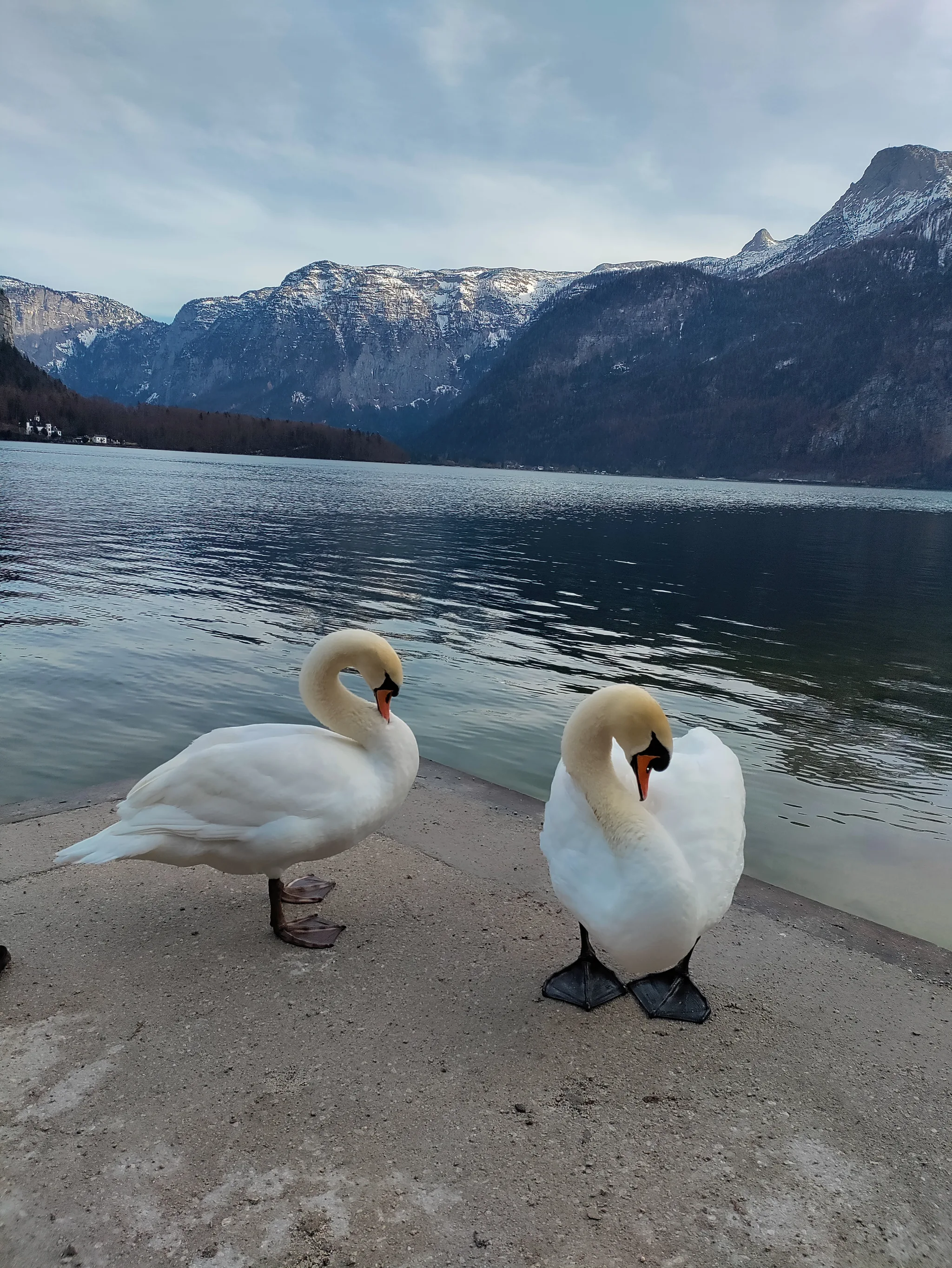 Mute Swan (cygnus olor)