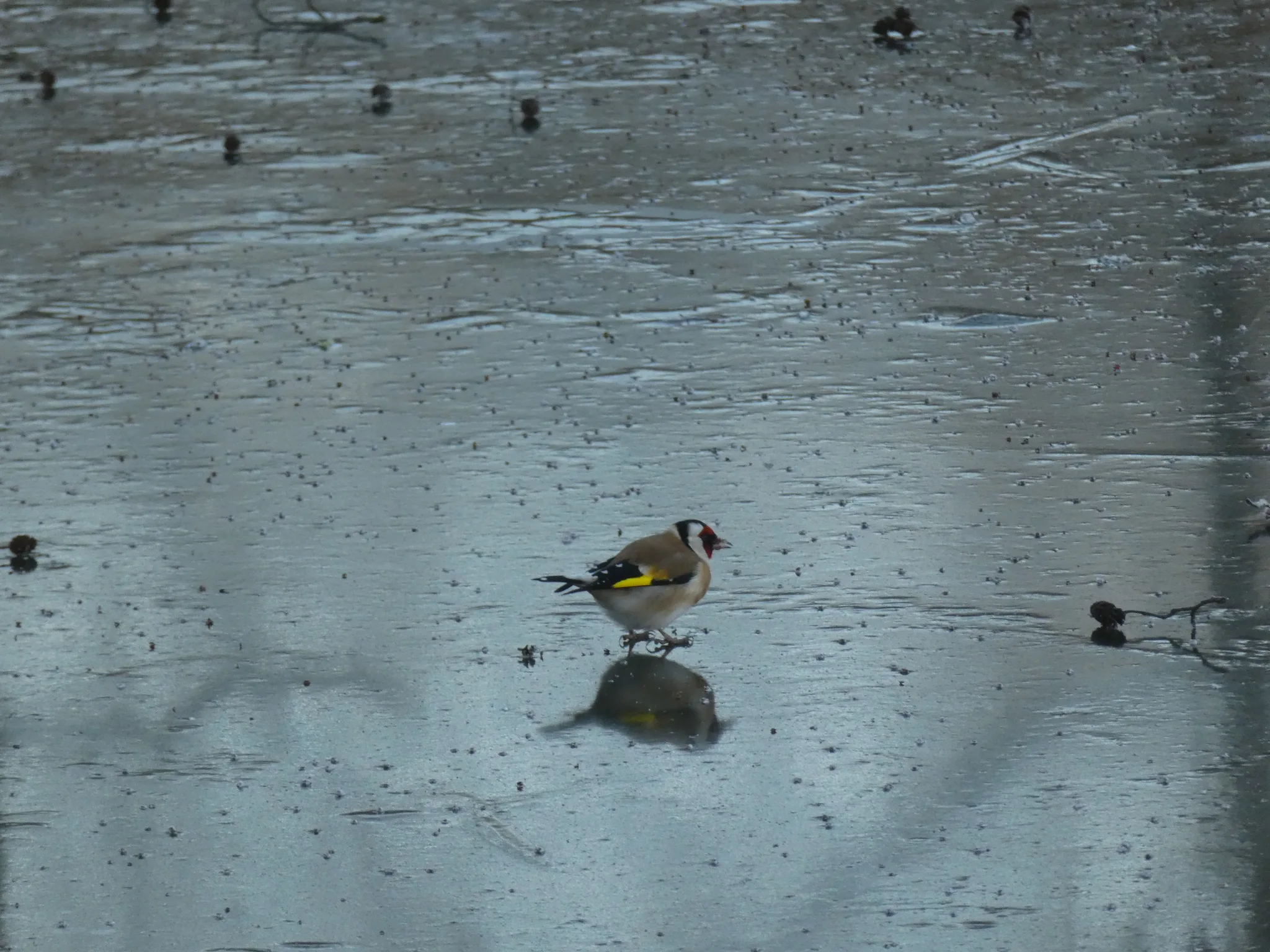 European Goldfinch (carduelis carduelis)