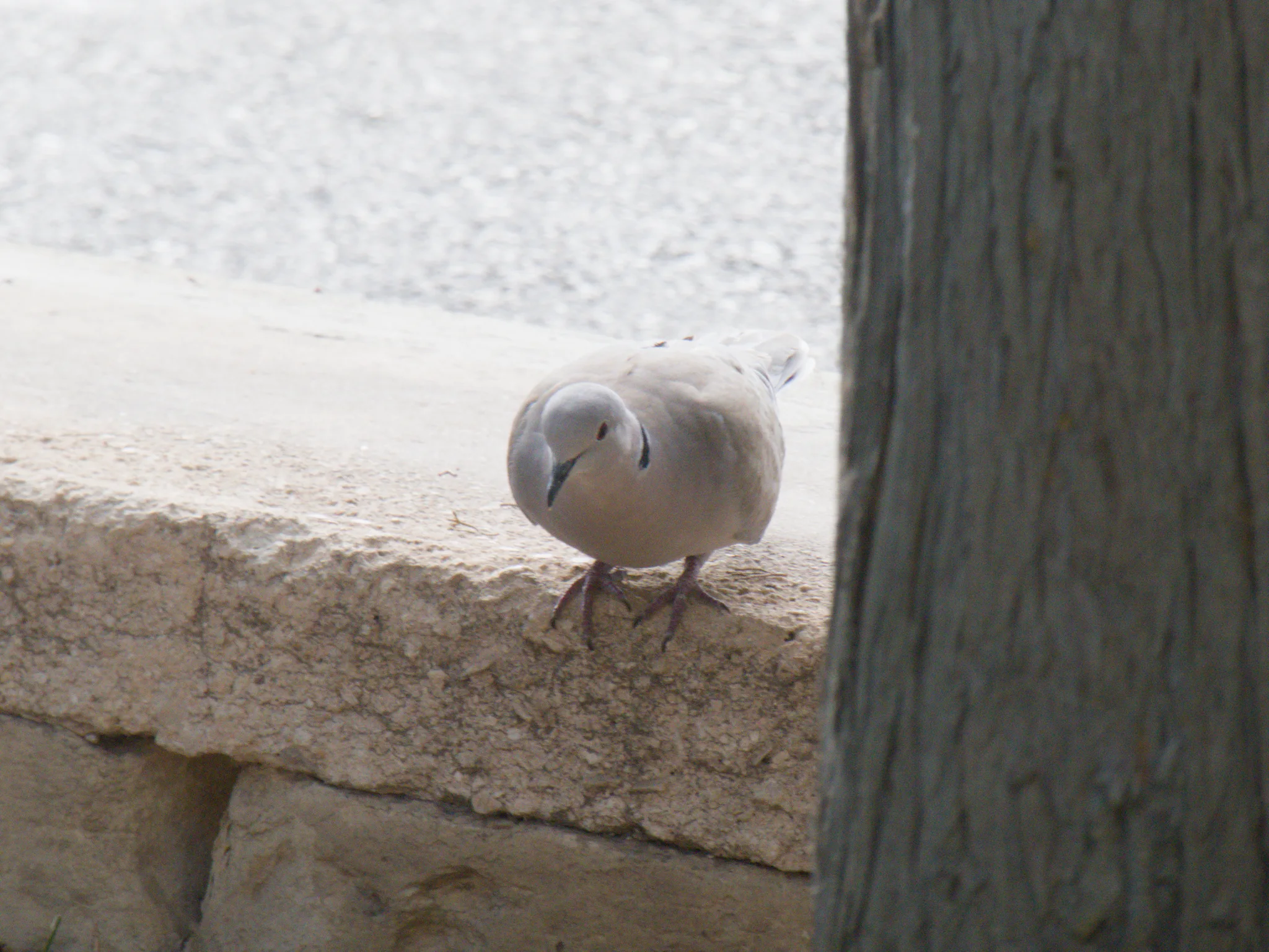 Eurasian Collared-Dove (streptopelia decaocto)