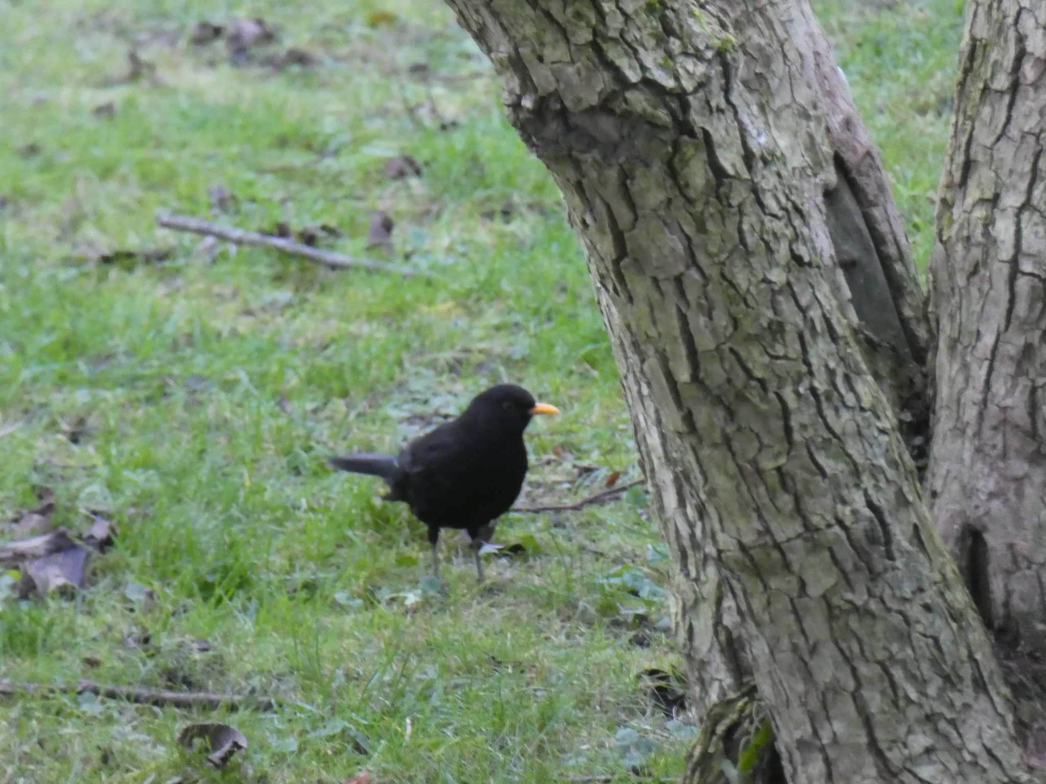 Eurasian Blackbird (turdus merula)