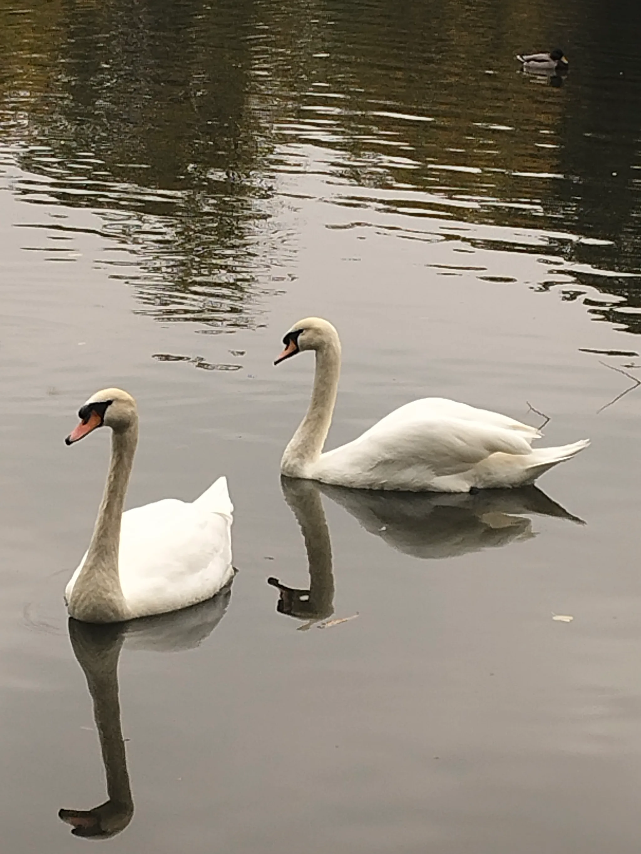 Mute Swan (cygnus olor)