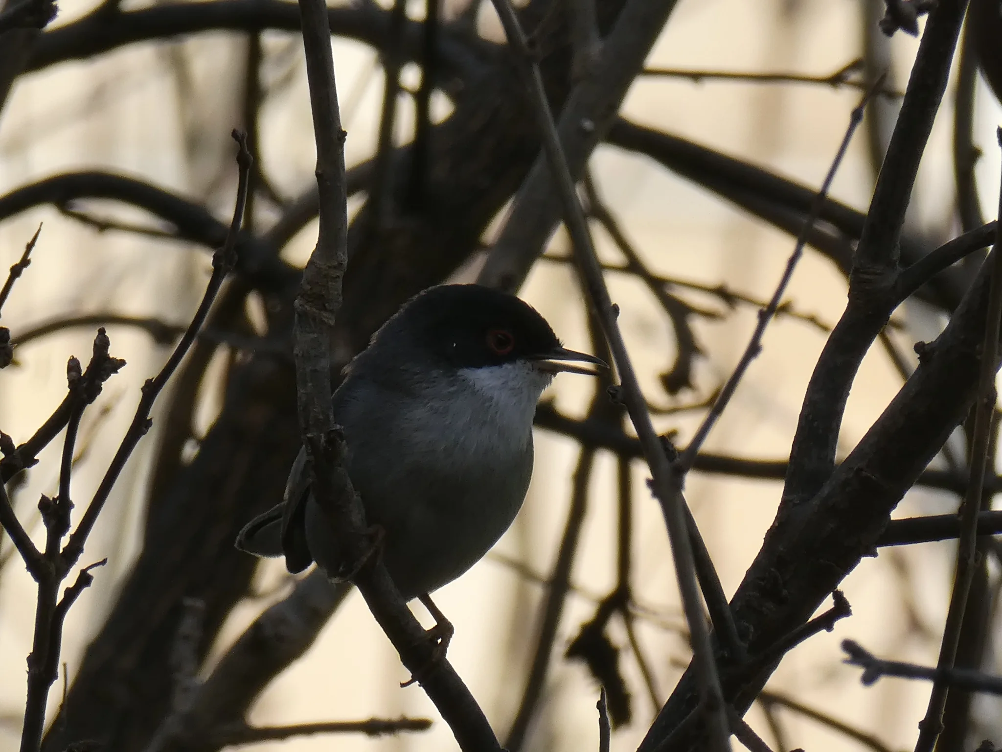 Sardinian Warbler (curruca melanocephala)
