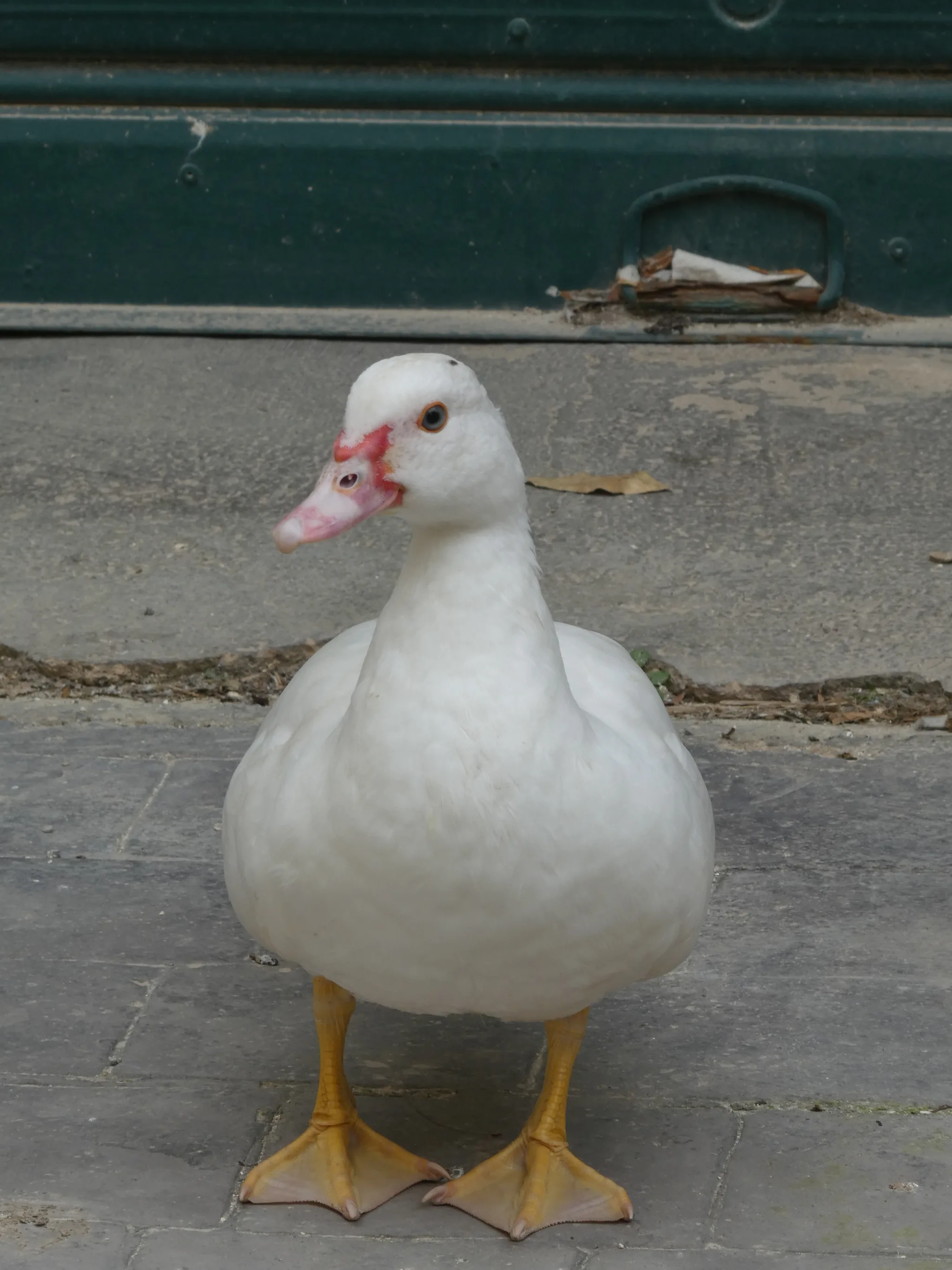 Muscovy Duck (cairina moschata)
