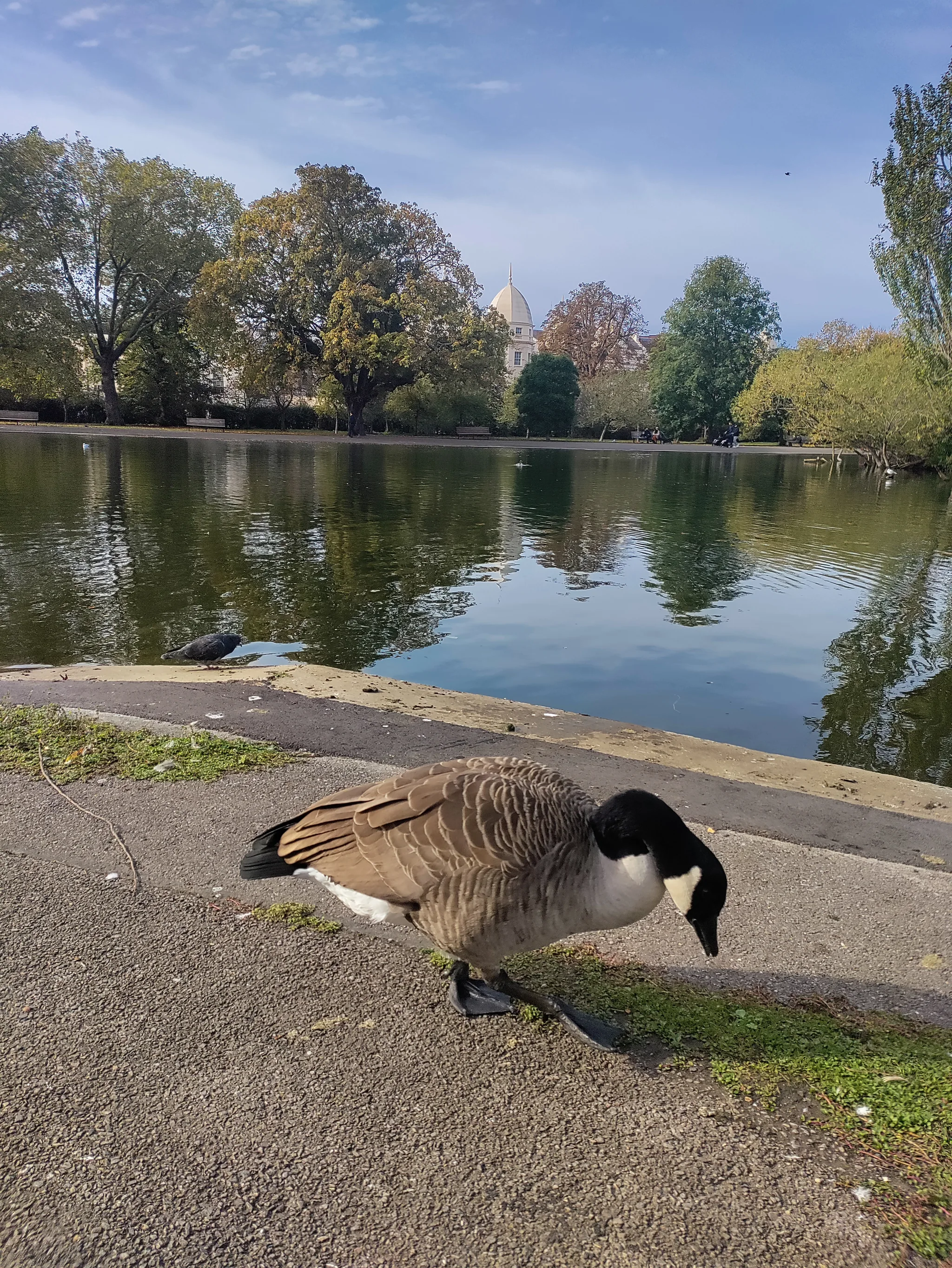 Canada Goose (branta canadensis)