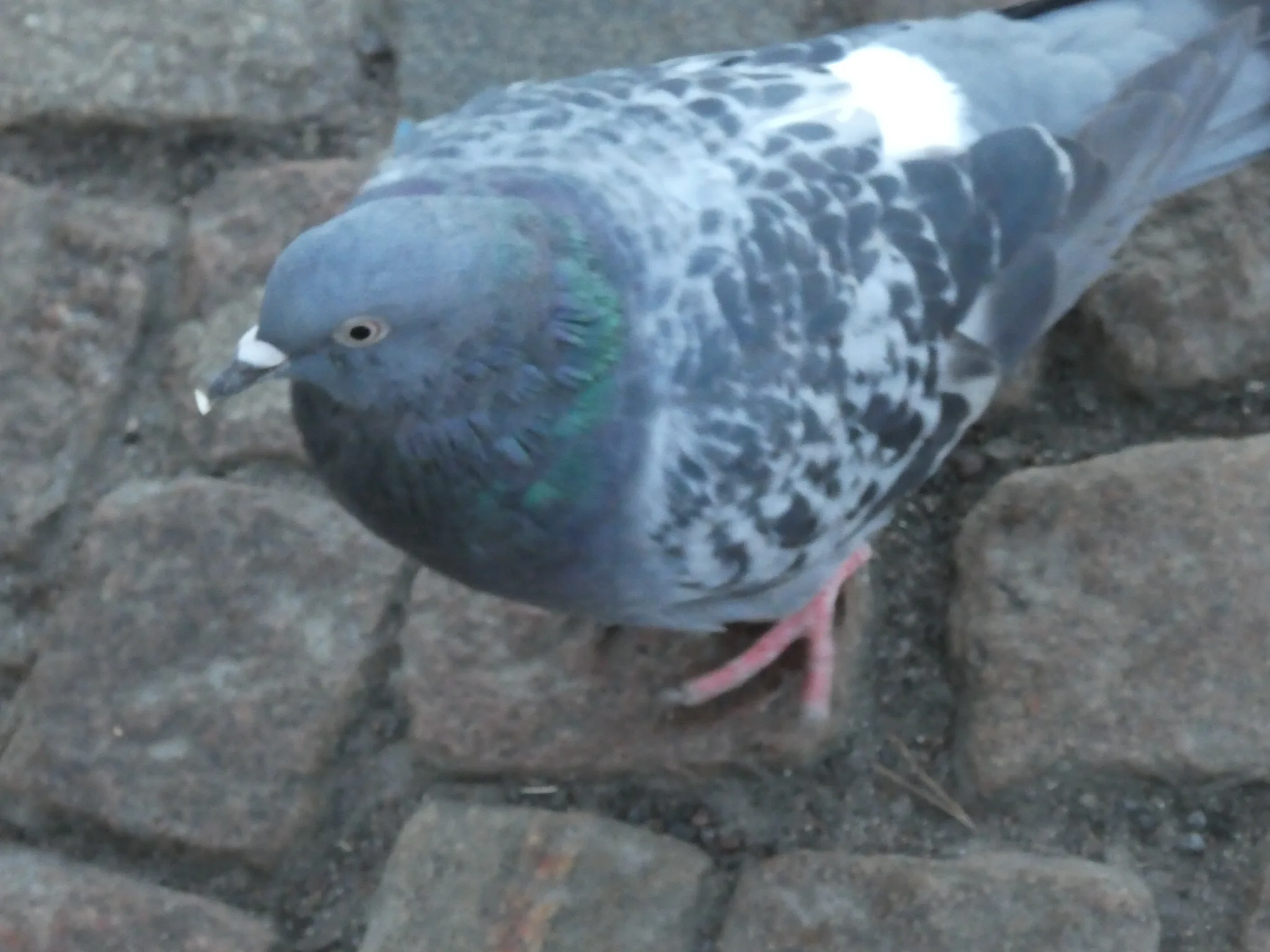 Rock Pigeon (columba livia)