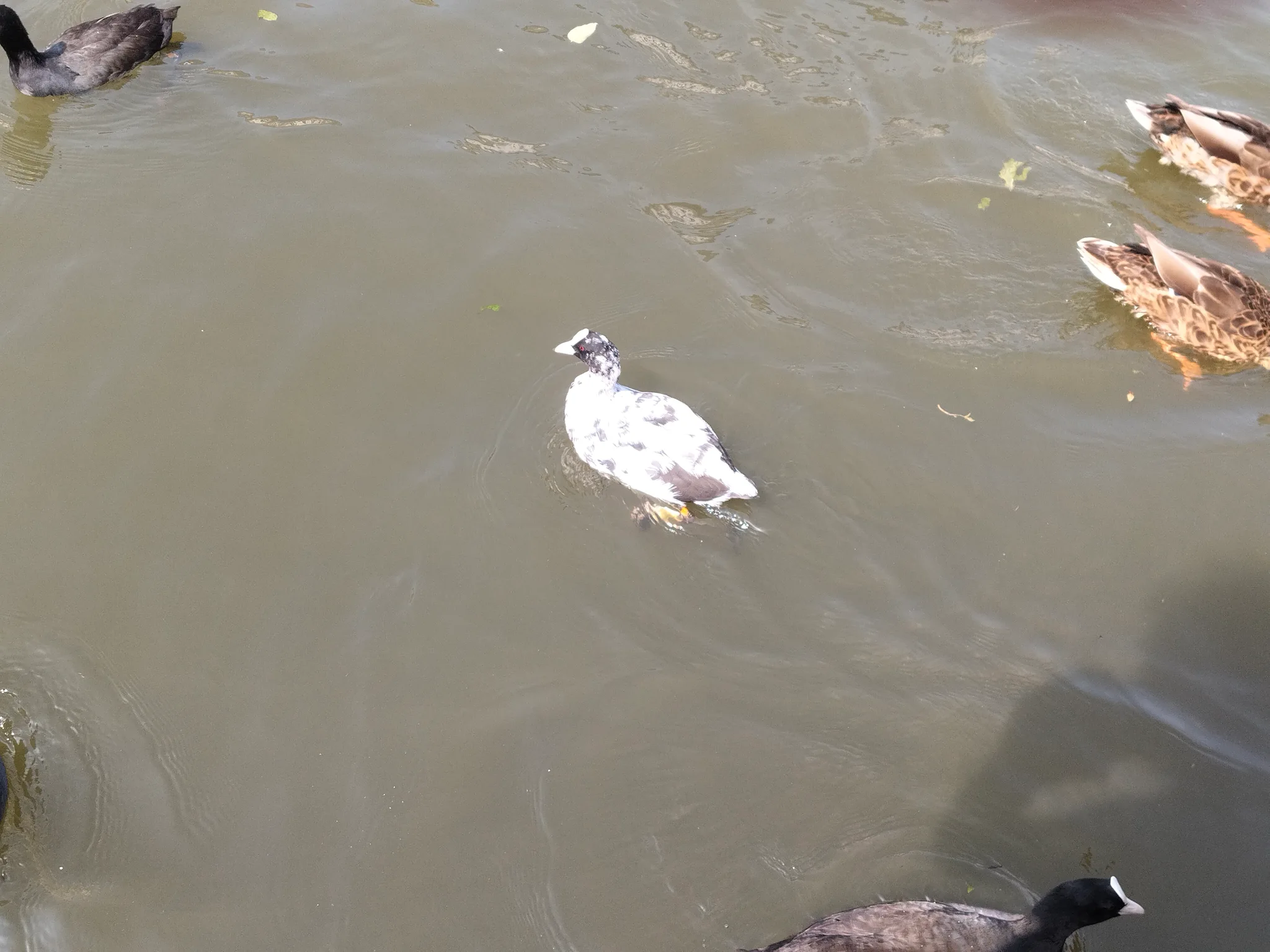 Eurasian Coot (fulica-atra) - Partially Albino