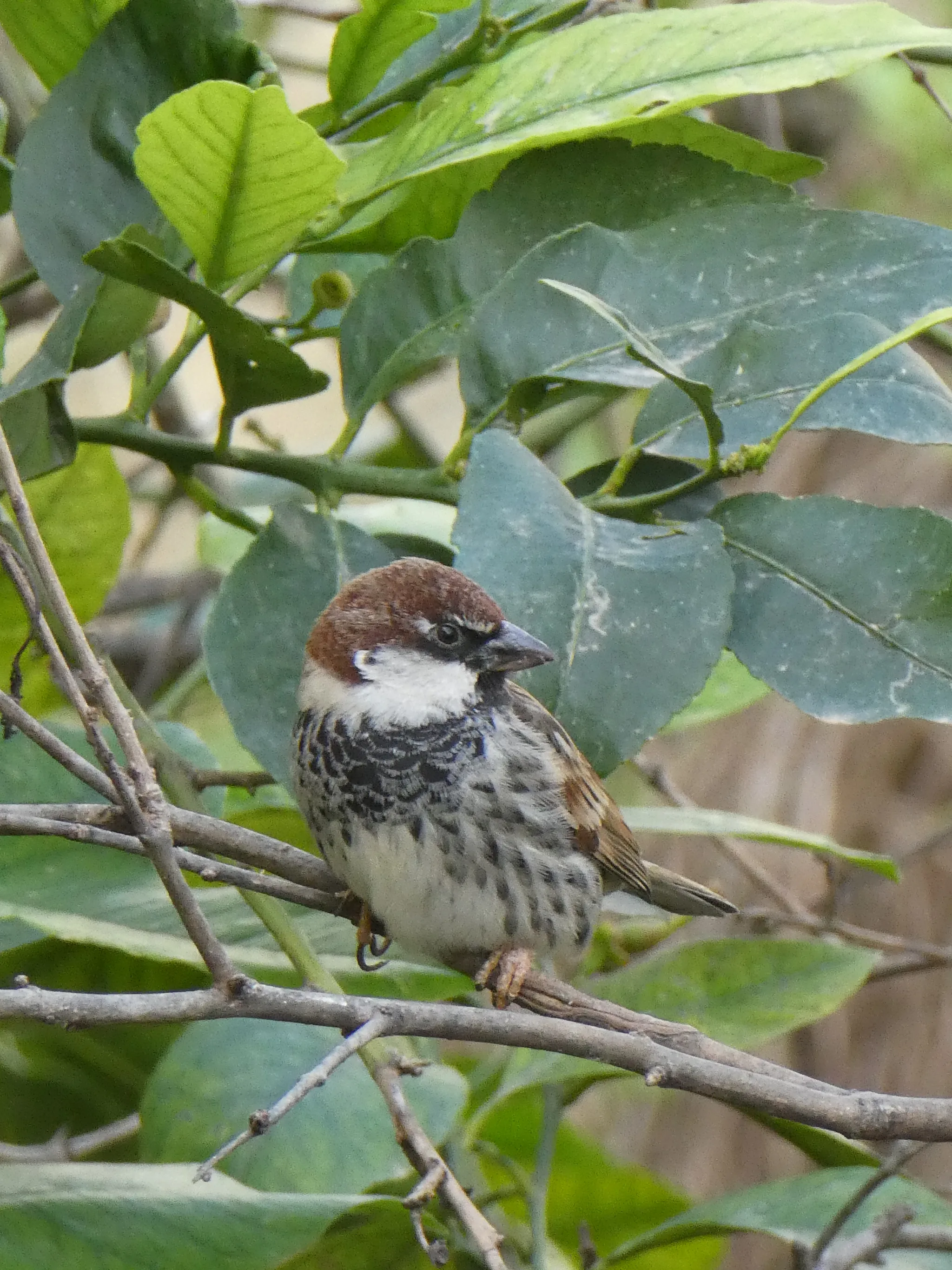 Spanish Sparrow (passer hispaniolensis)