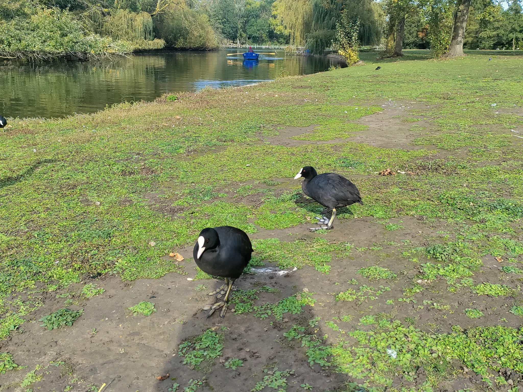 Eurasian Coot (fulica atra)