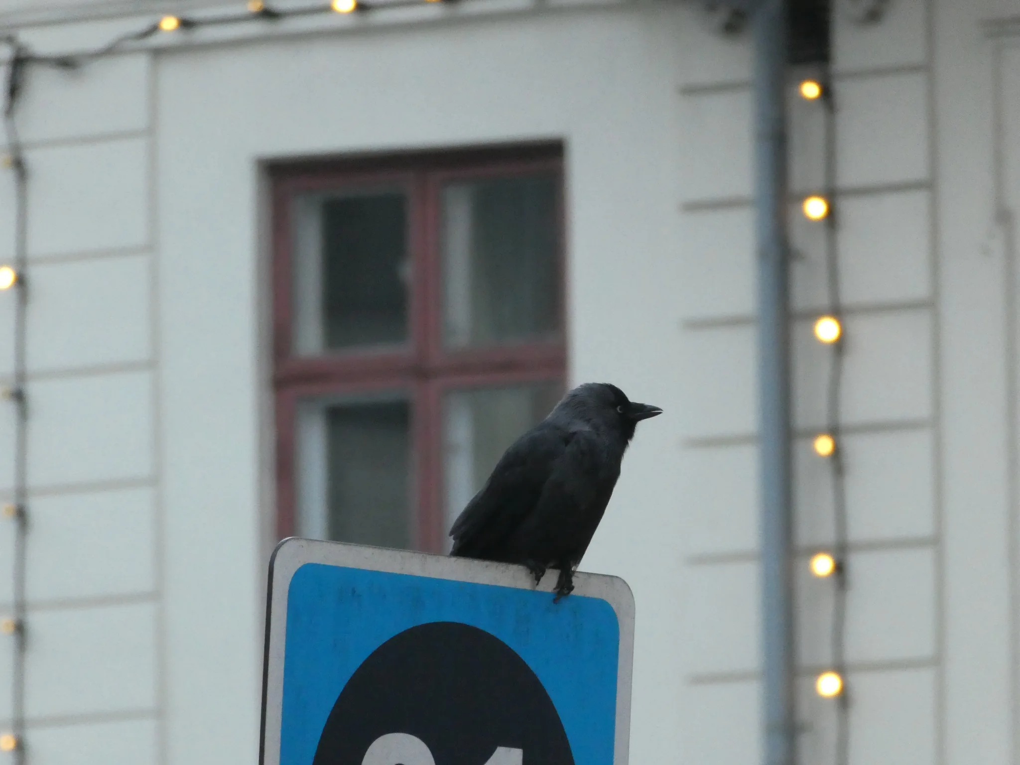 Eurasian Jackdaw (coloeus monedula)