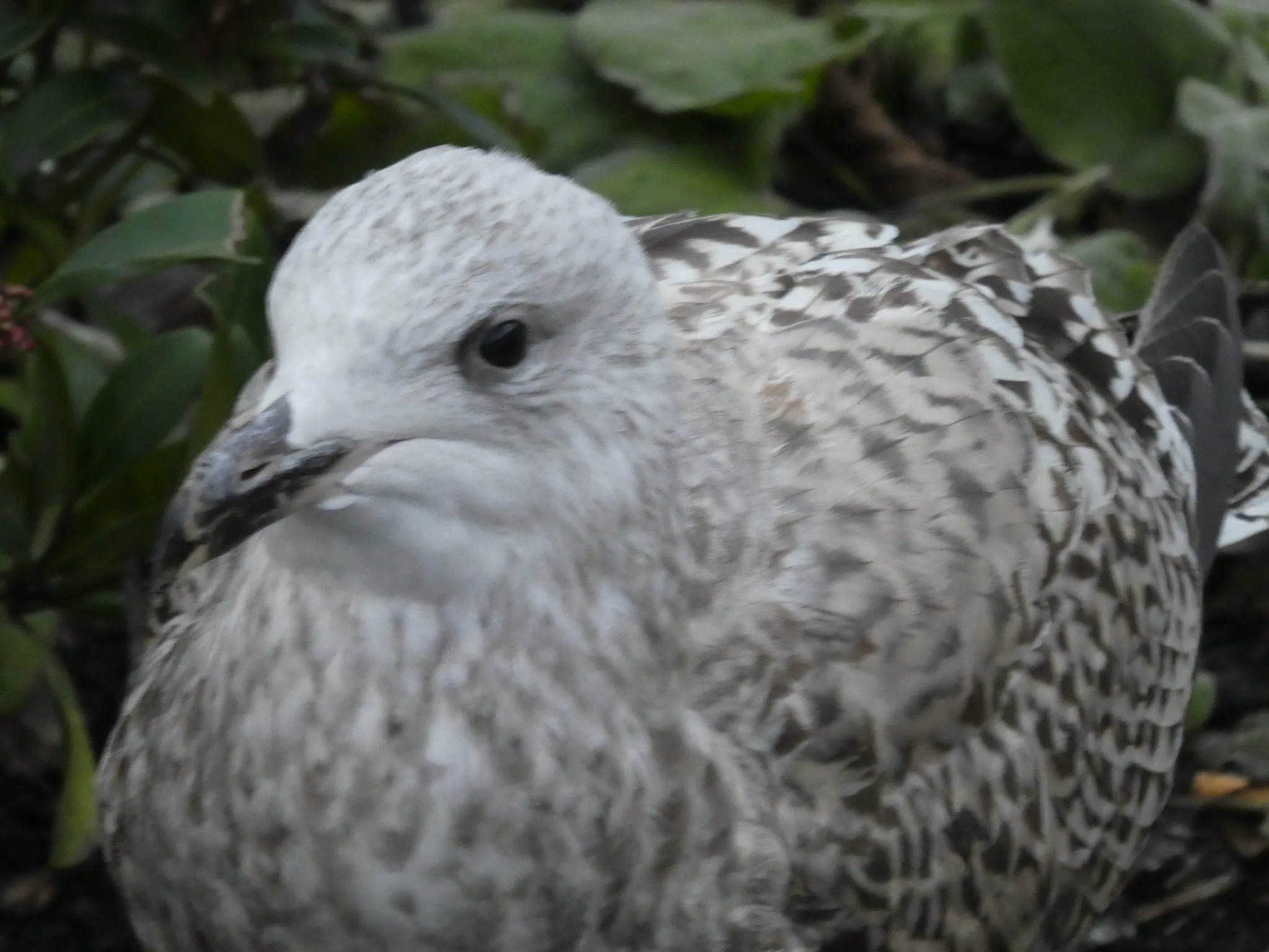 European Herring Gull (larus argentatus)