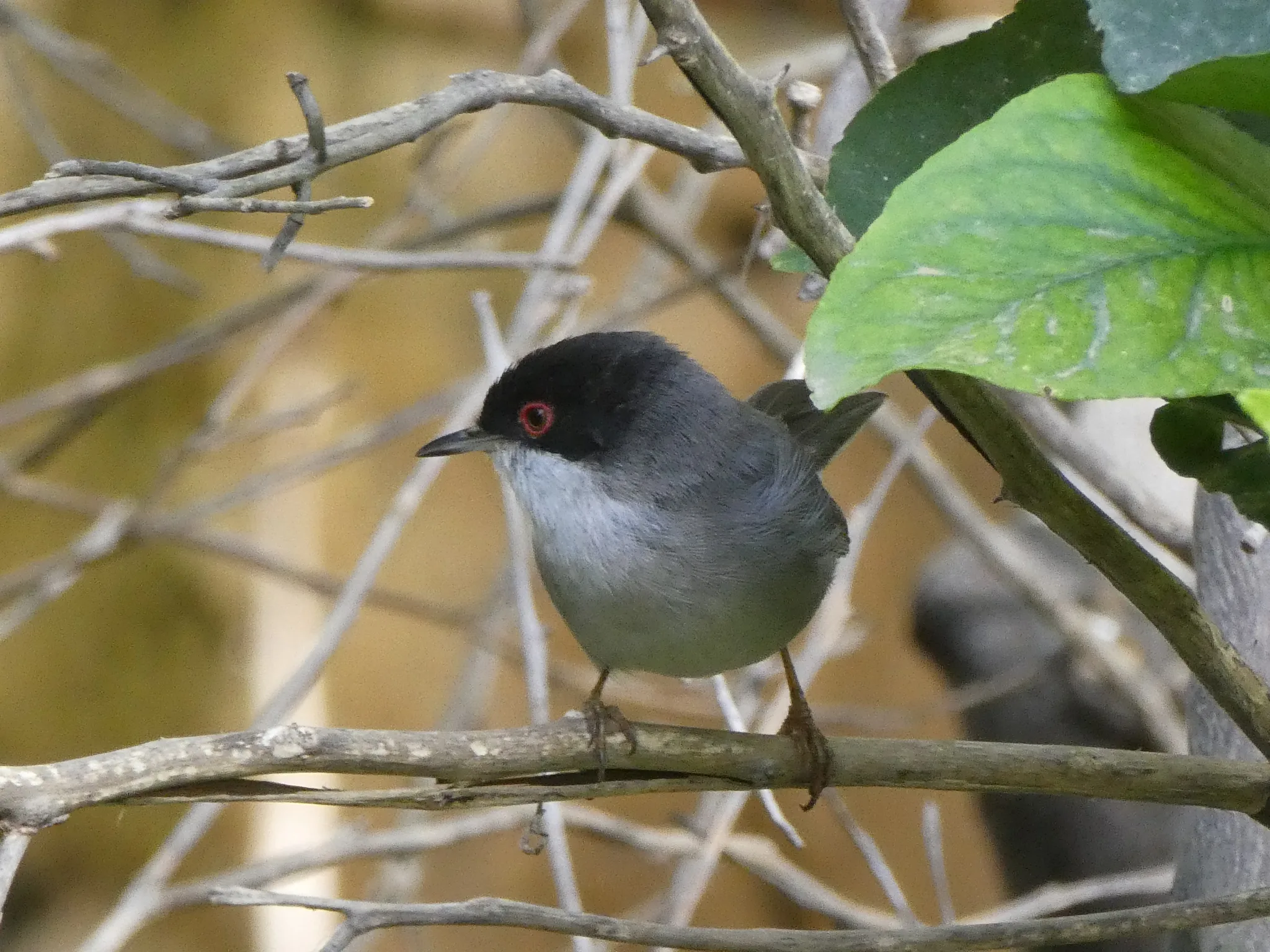 Sardinian Warbler (curruca melanocephala)