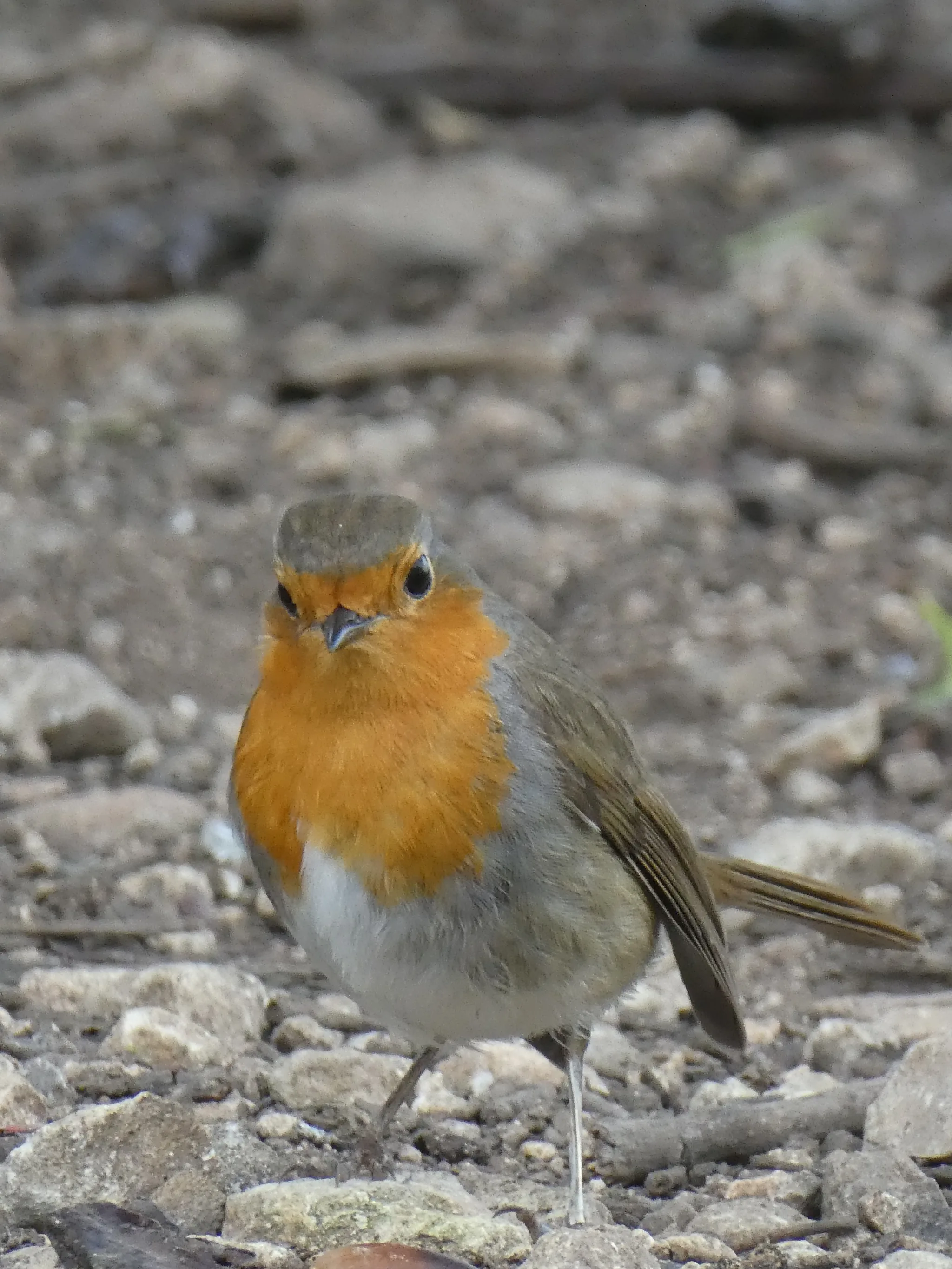 European Robin (erithacus rubecula)