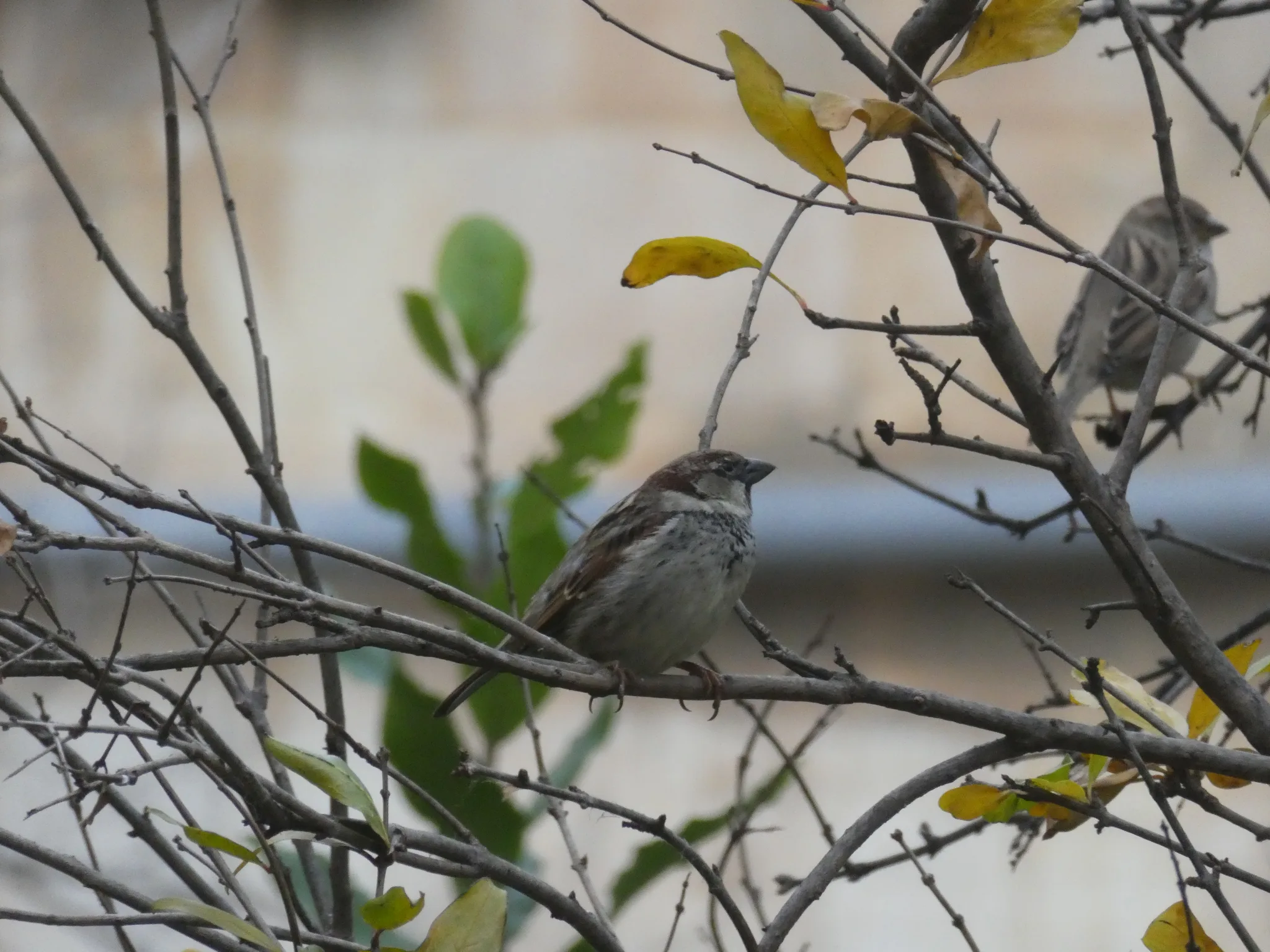 Spanish Sparrow (passer hispaniolensis)