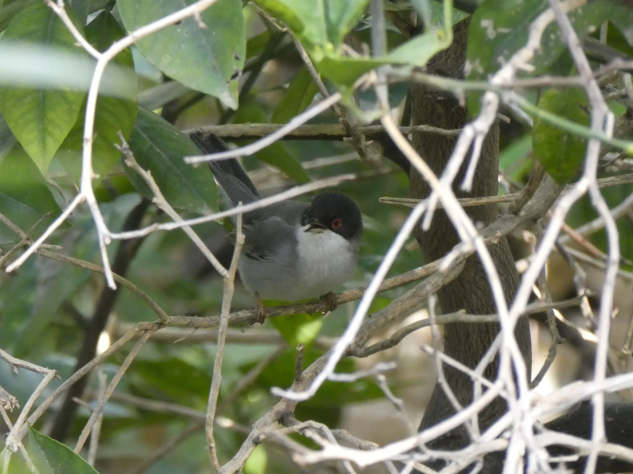 Sardinian Warbler (curruca melanocephala)