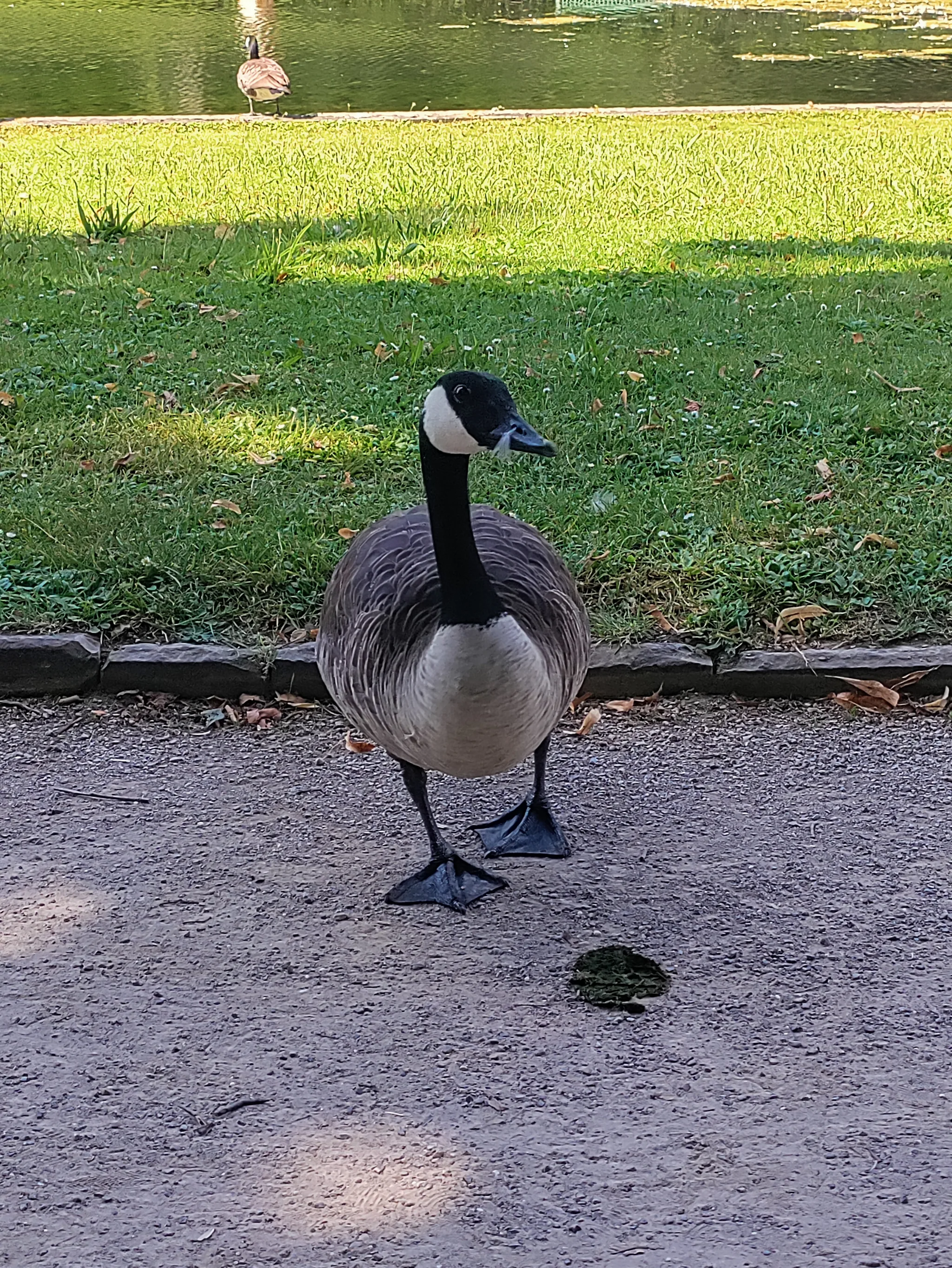 Canada Goose (branta canadensis)