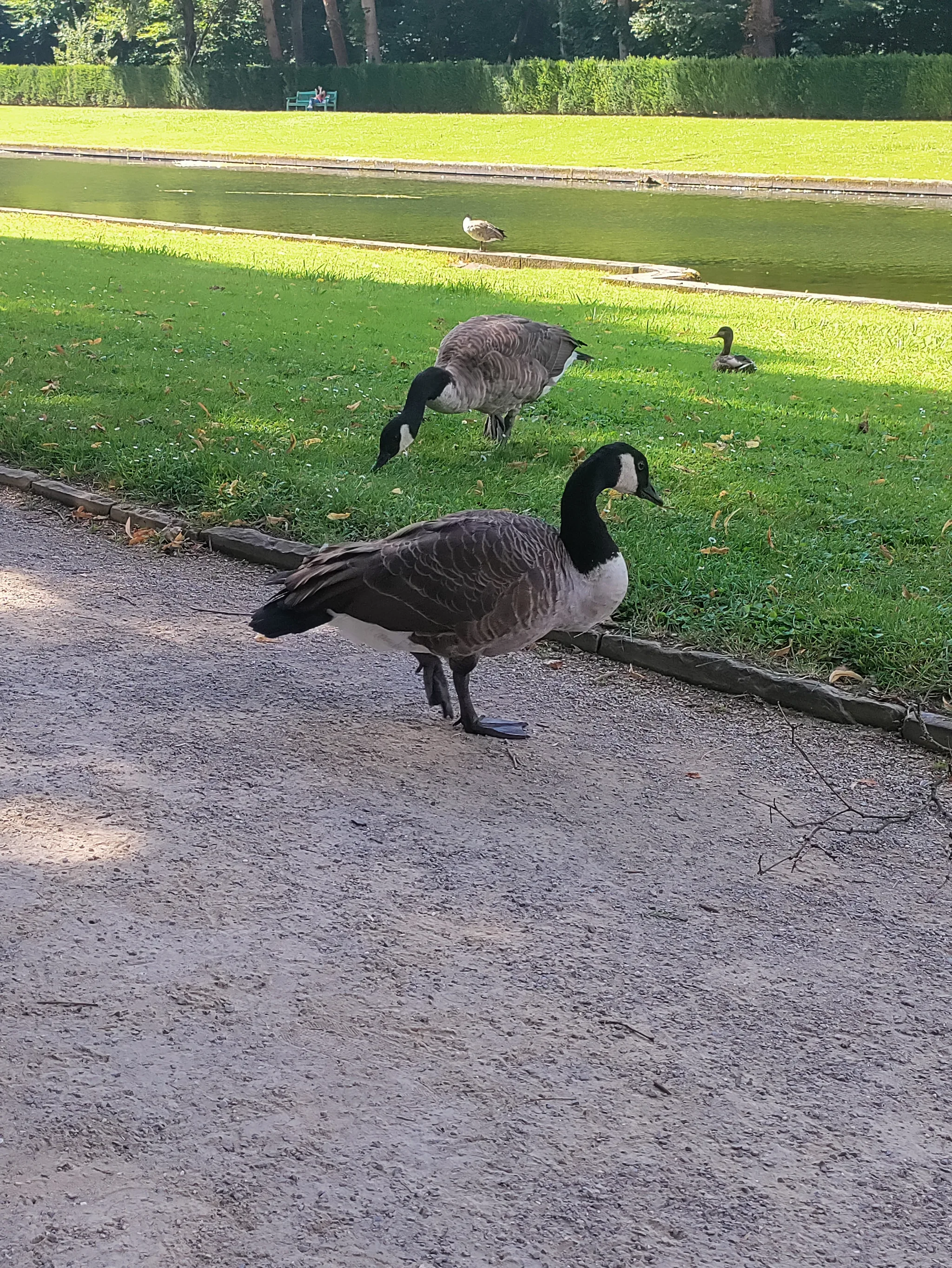 Canada Goose (branta canadensis)